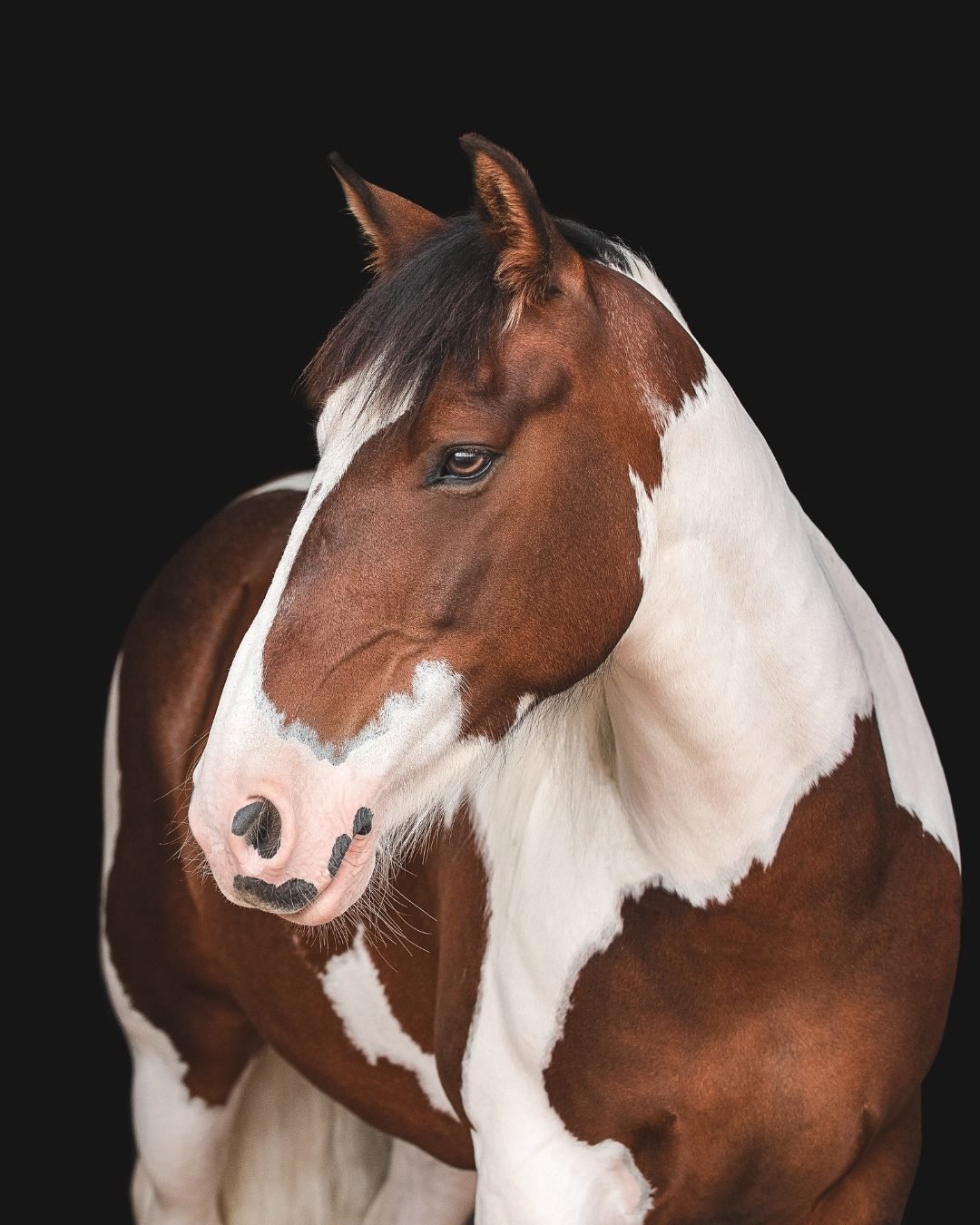 Close-up of a brown and white pinto horse against a black background.