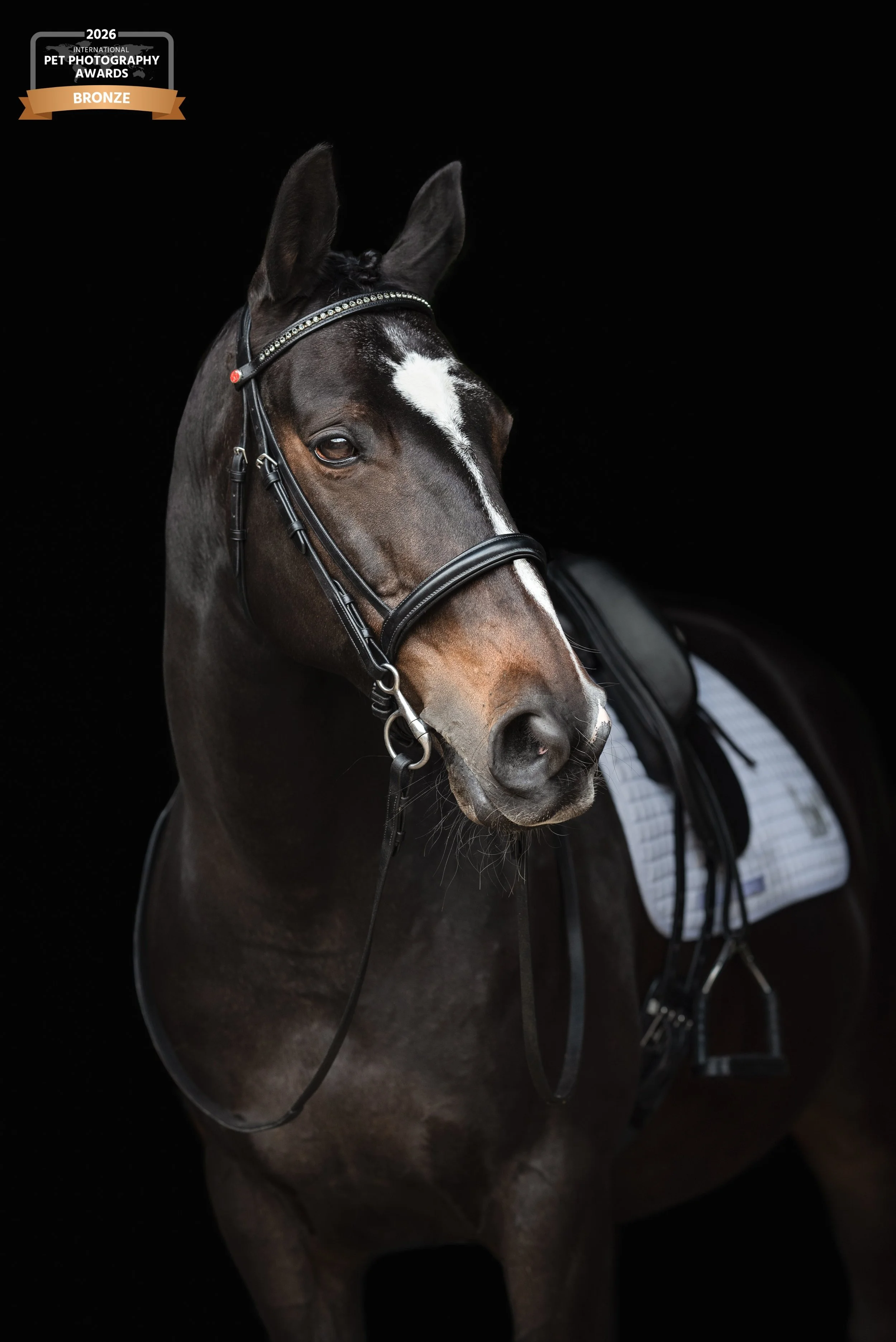A horse with a dark coat and a white star-shaped marking on its forehead, wearing a bridle with rhinestones, standing against a black background, with a saddle and riding equipment visible.