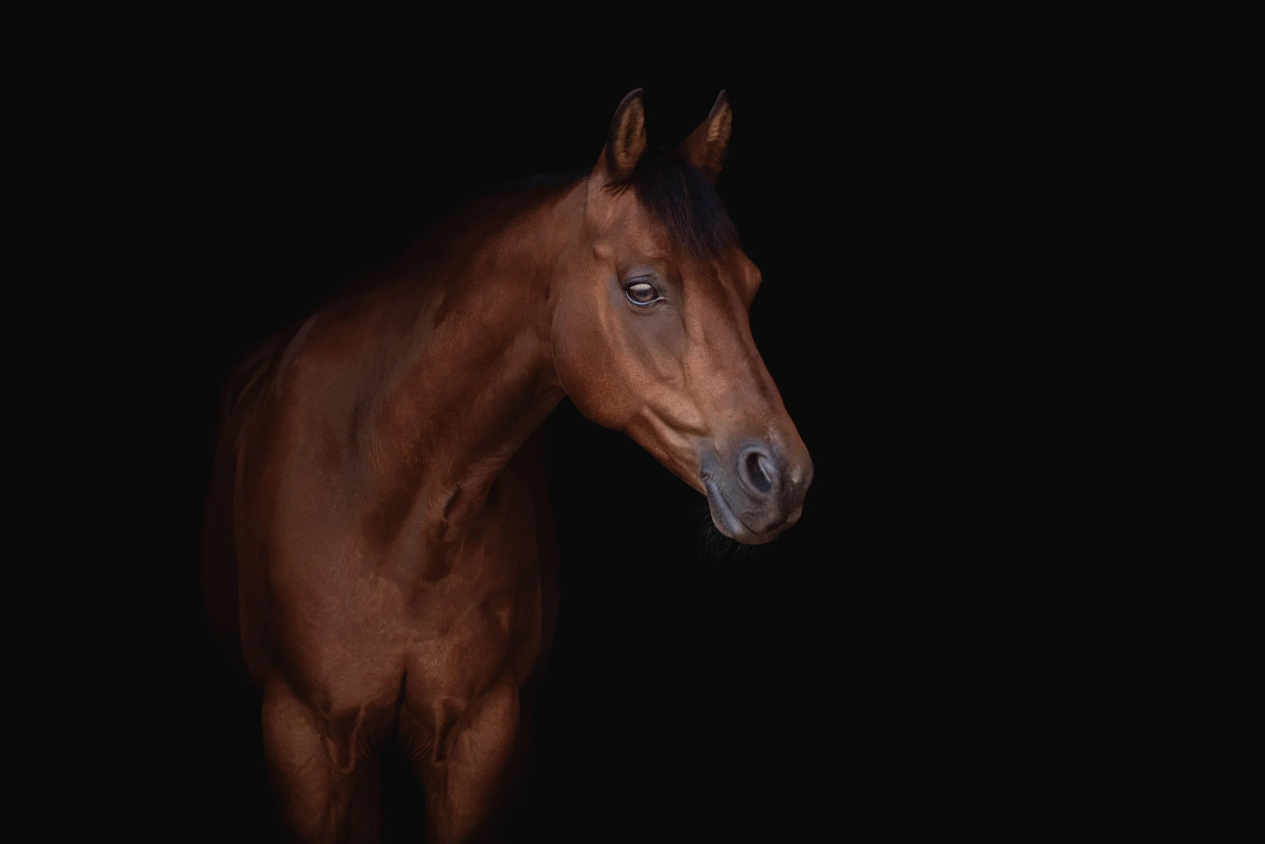 A close-up of a brown horse's head and upper body against a black background.