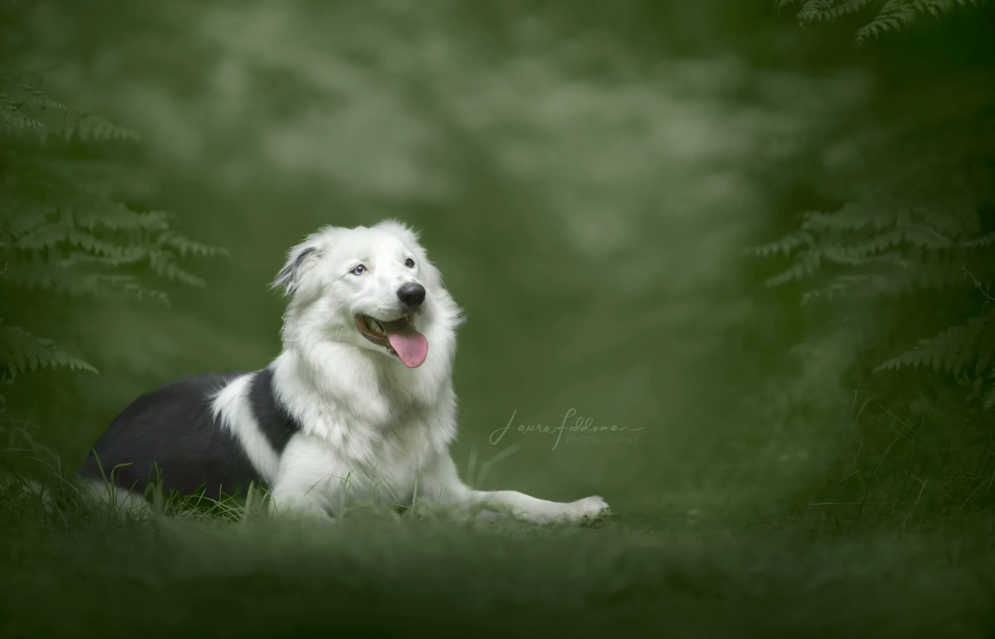 A happy dog with a white face and black markings lying on green grass surrounded by ferns in a lush garden.
