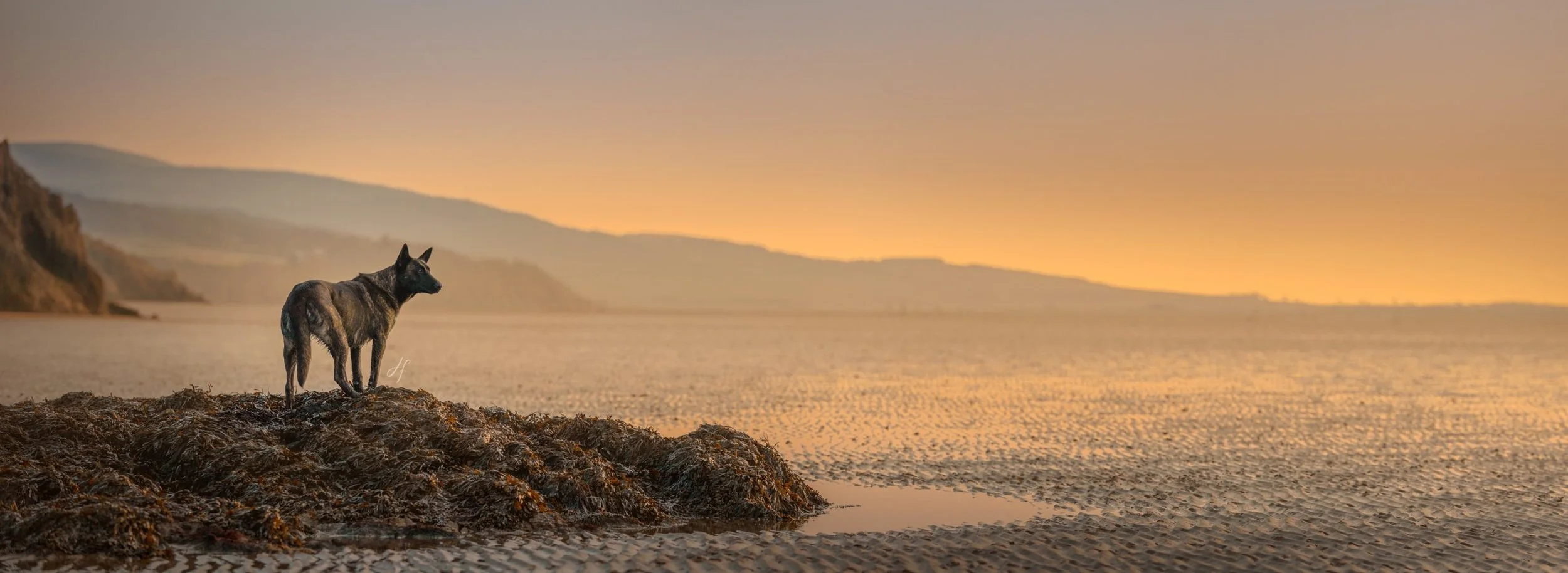 A dog standing on a rocky shoreline at sunset, overlooking the calm ocean with distant cliffs and hills.