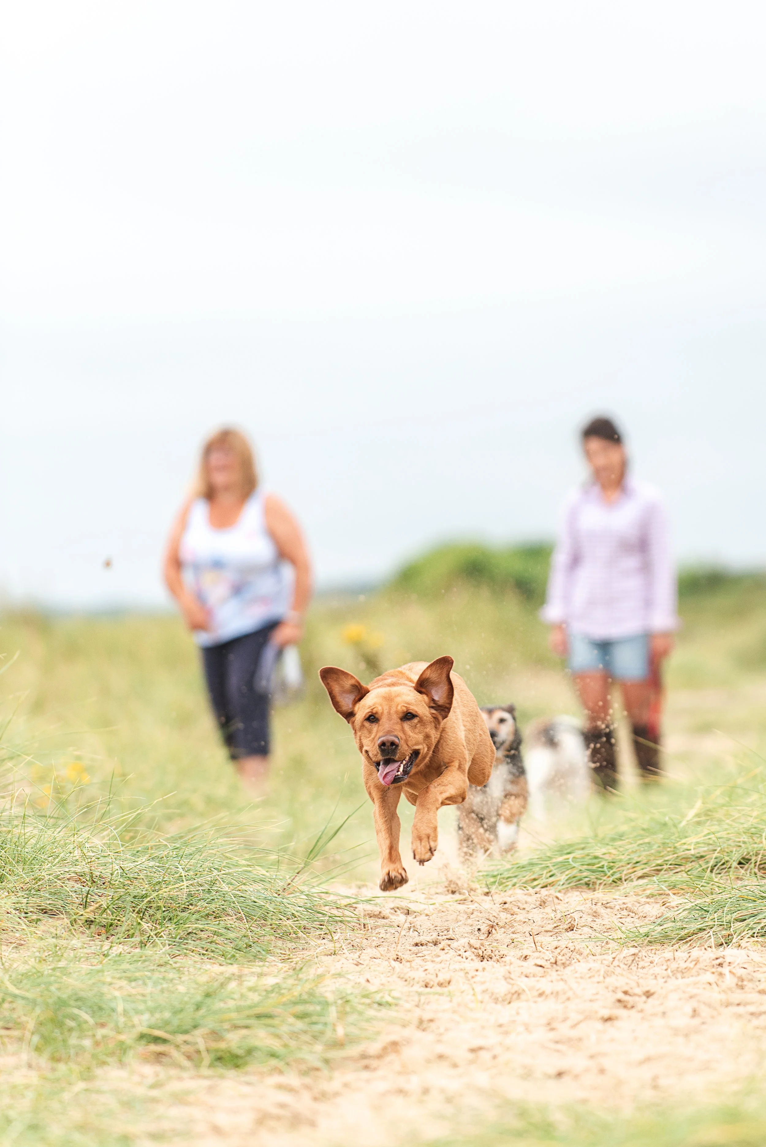 A group of dogs running on a sandy trail through green grass, with two women walking in the background in an outdoor setting during daytime at Walberswick Suffolk