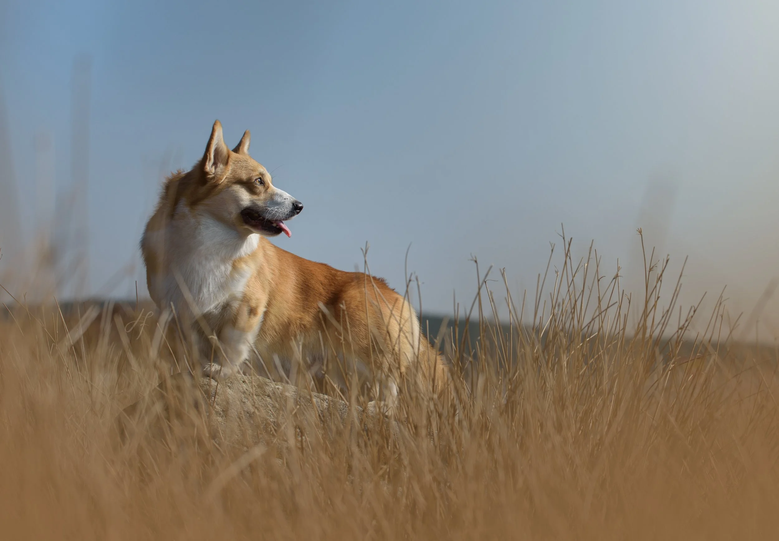 A corgi standing atop a large rock amongst tall grasses, looking to the side with its tongue out, under a clear sky.