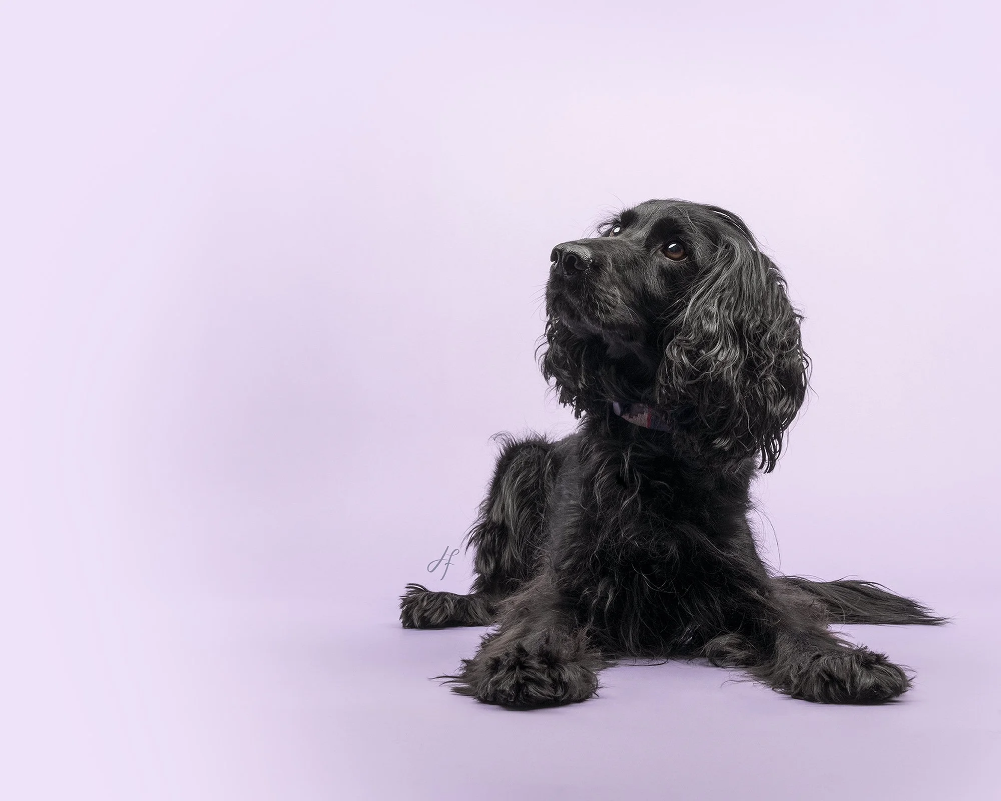 A black spaniel dog sitting on a pale purple background, looking slightly upward.