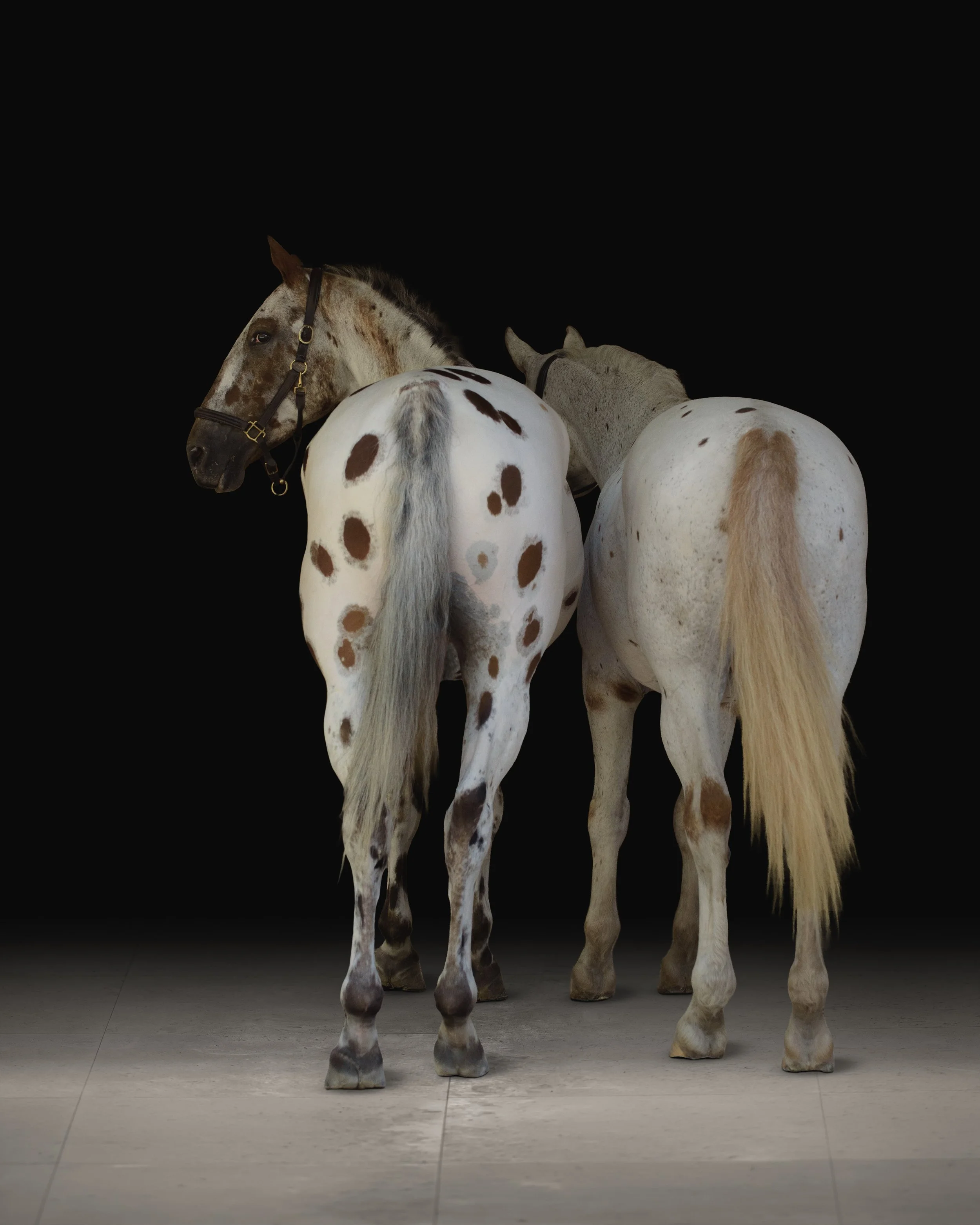 Three horses standing on a tiled floor in front of a black background, with only their rear ends and heads visible.