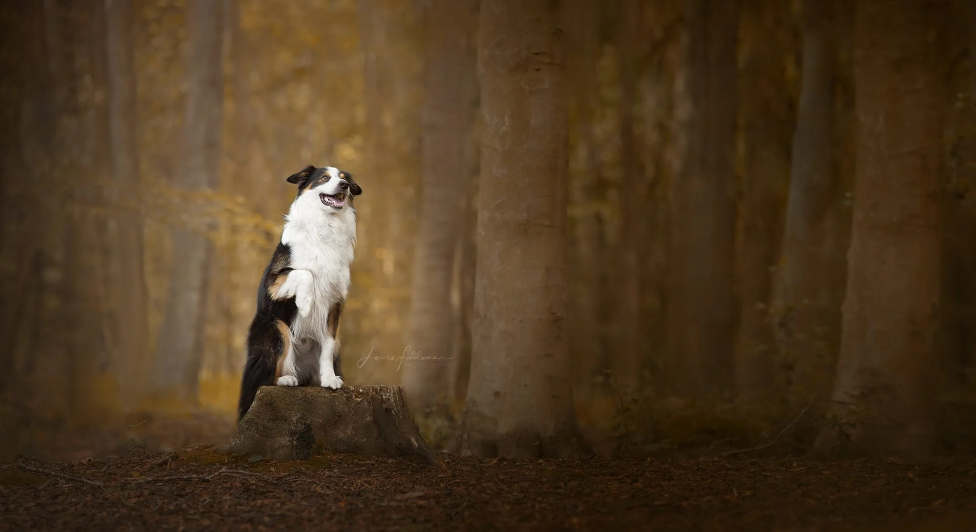A dog, likely a Border Collie, sitting on a tree stump in a forest with trees and autumn leaves in the background.