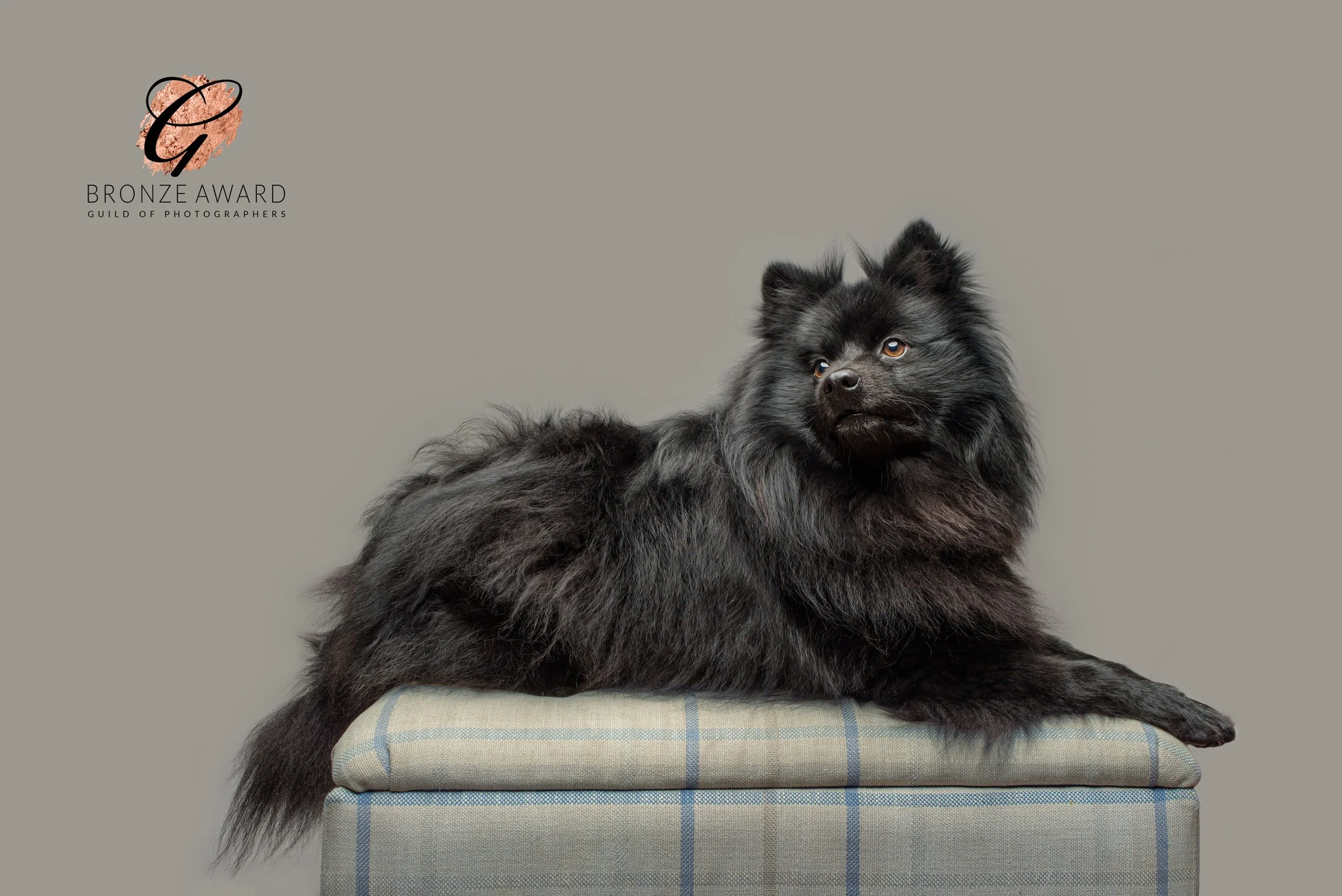 A fluffy black dog sitting on a pile of folded blankets or towels on a checkered pillow against a plain background.