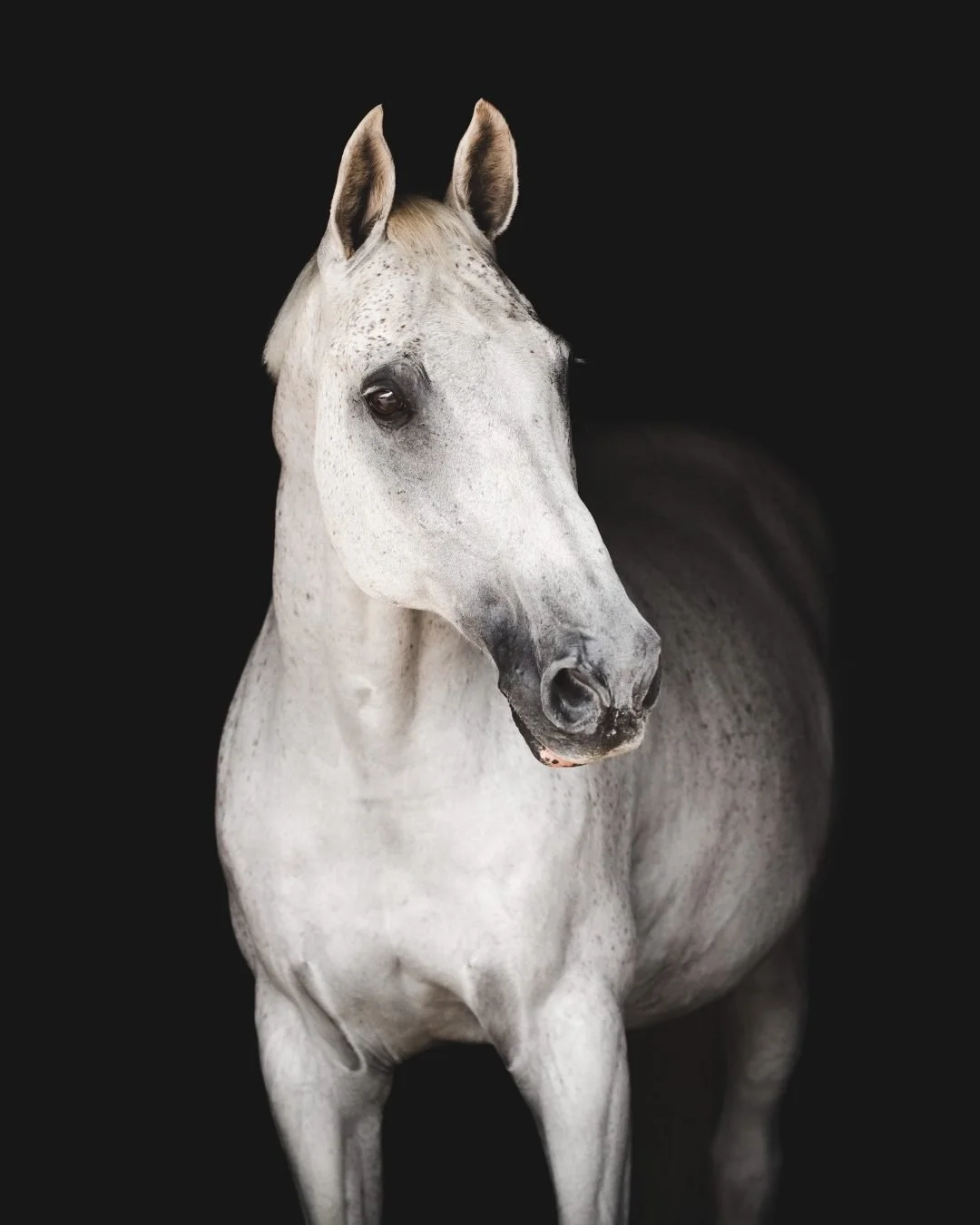 A realistic model or sculpture of a gray horse against a black background.