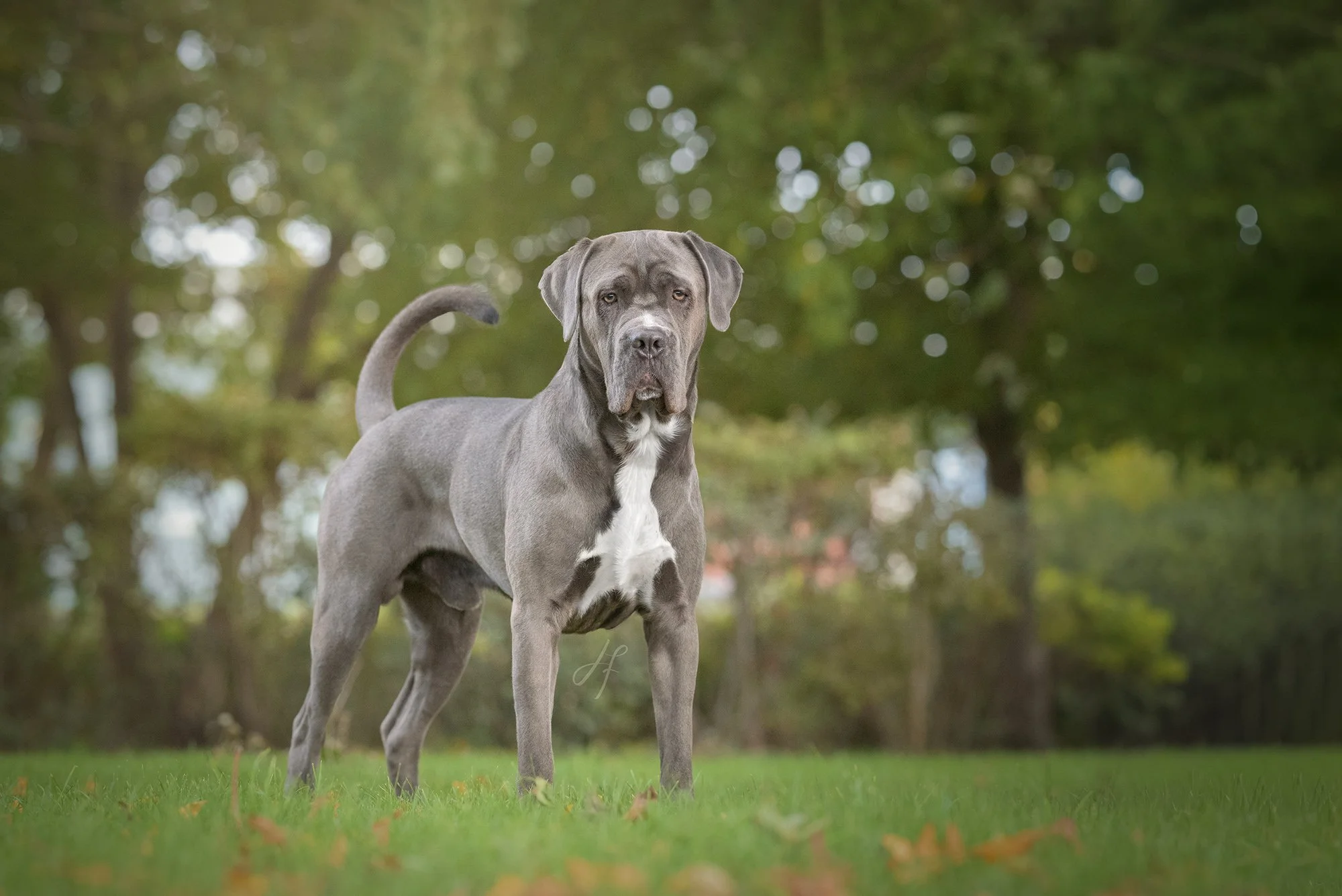 A large cane corso dog with a white chest standing on grass in a park with trees in the background.