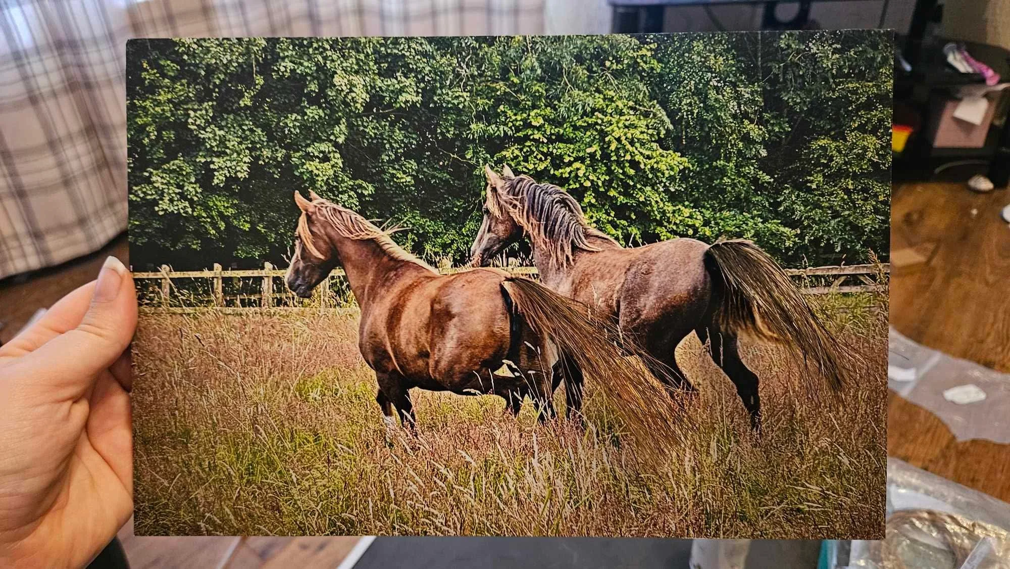 A person holding a photograph of two horses running in a grassy field with trees in the background. The photo has horse tails inlaid, ready to be taken to the local framer.