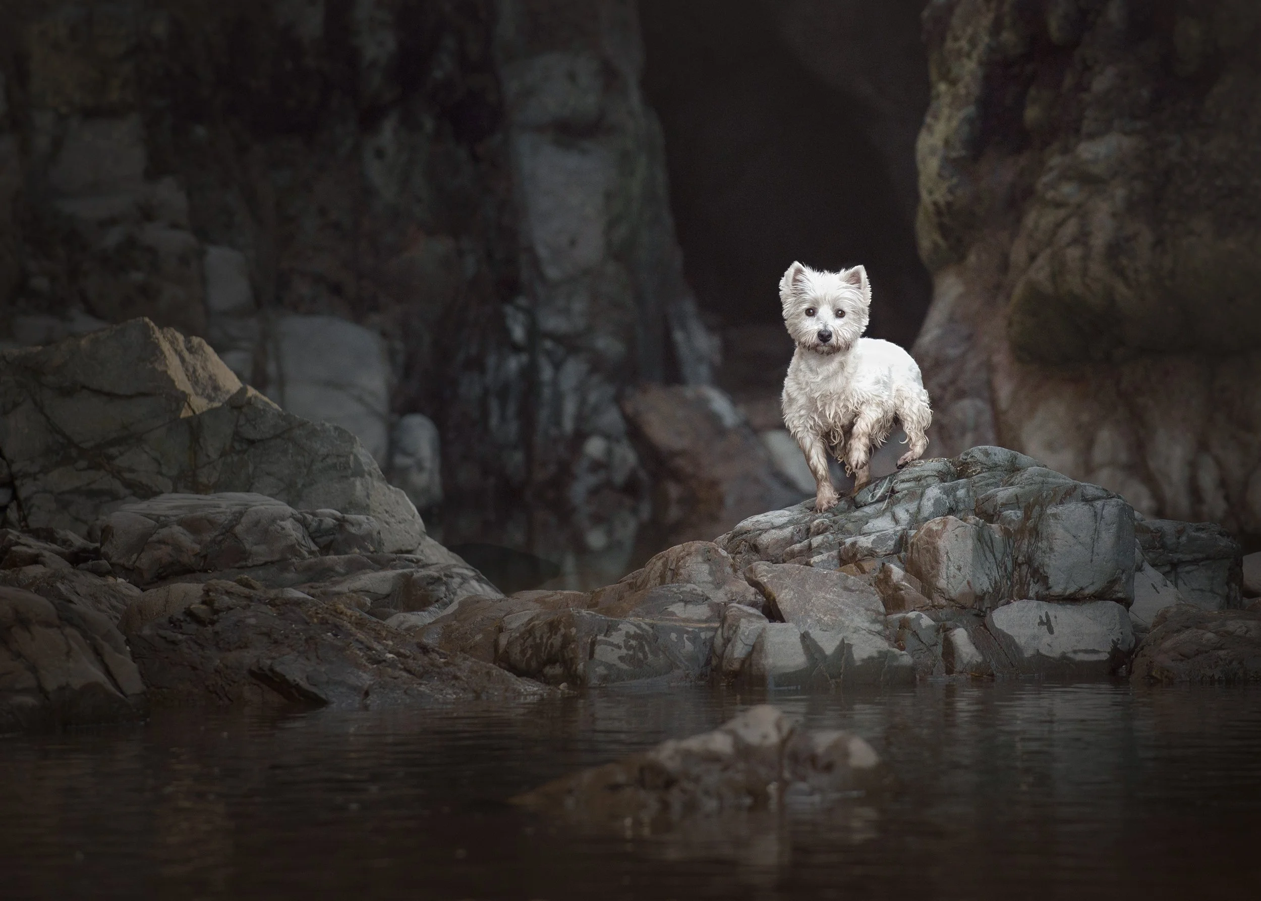 A small, white dog standing on rocks near a body of water inside a dark cave or rocky environment.