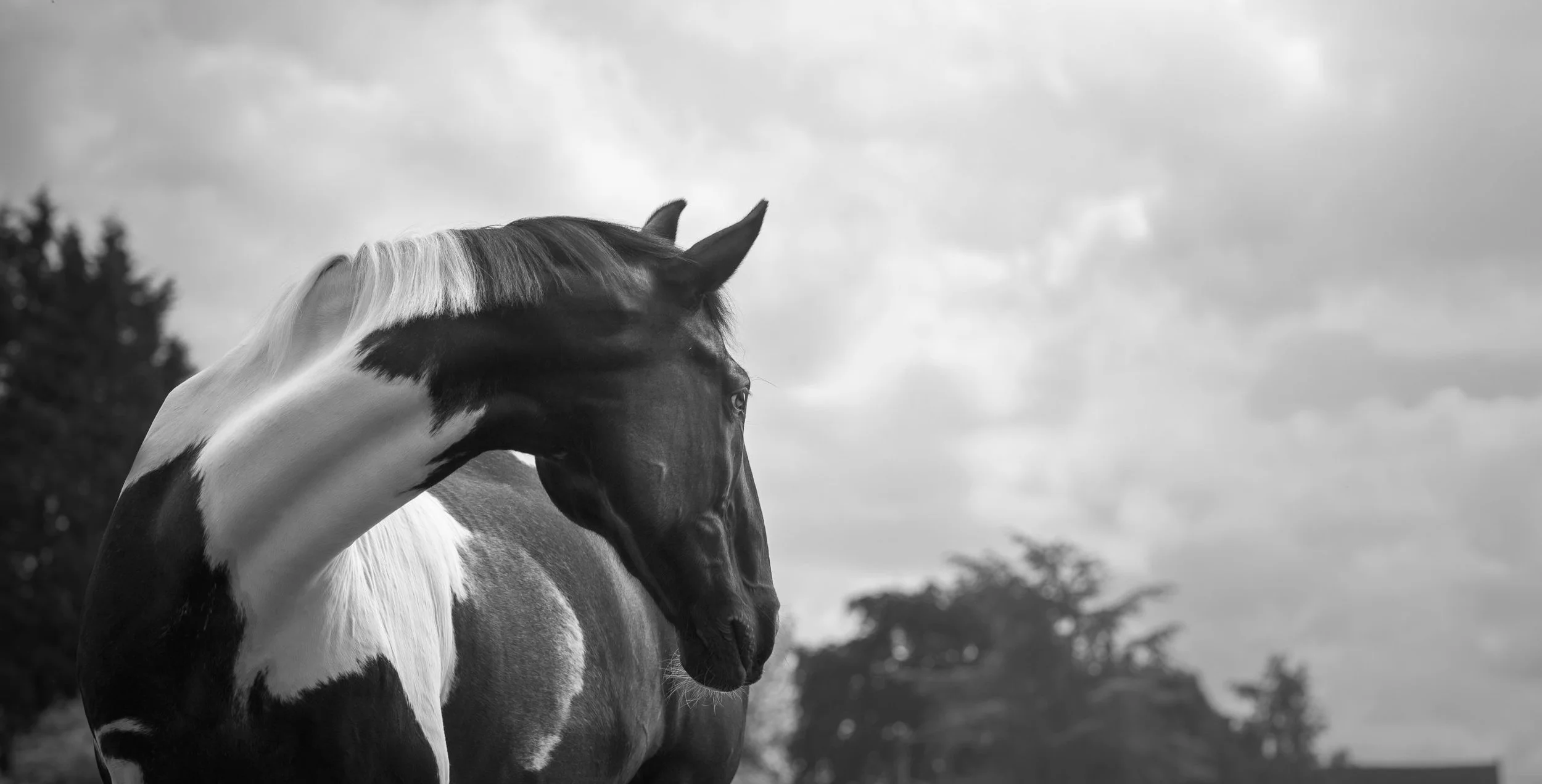 A black and white photo of a pinto horse with a mane, standing outdoors under a cloudy sky, with trees in the background.