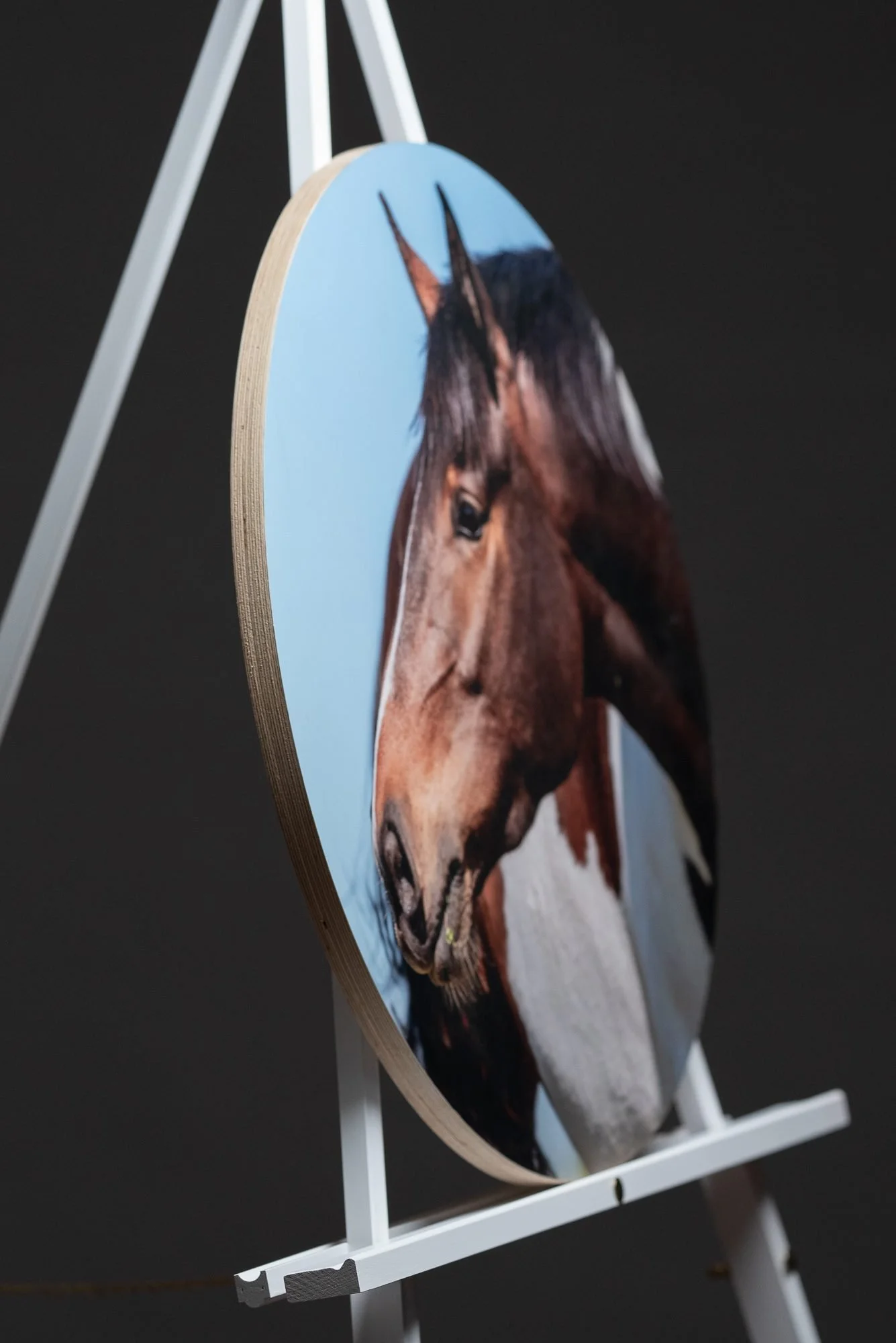 A round birch-mounted photograph of a horse's head, mounted on a white stand against a dark background.