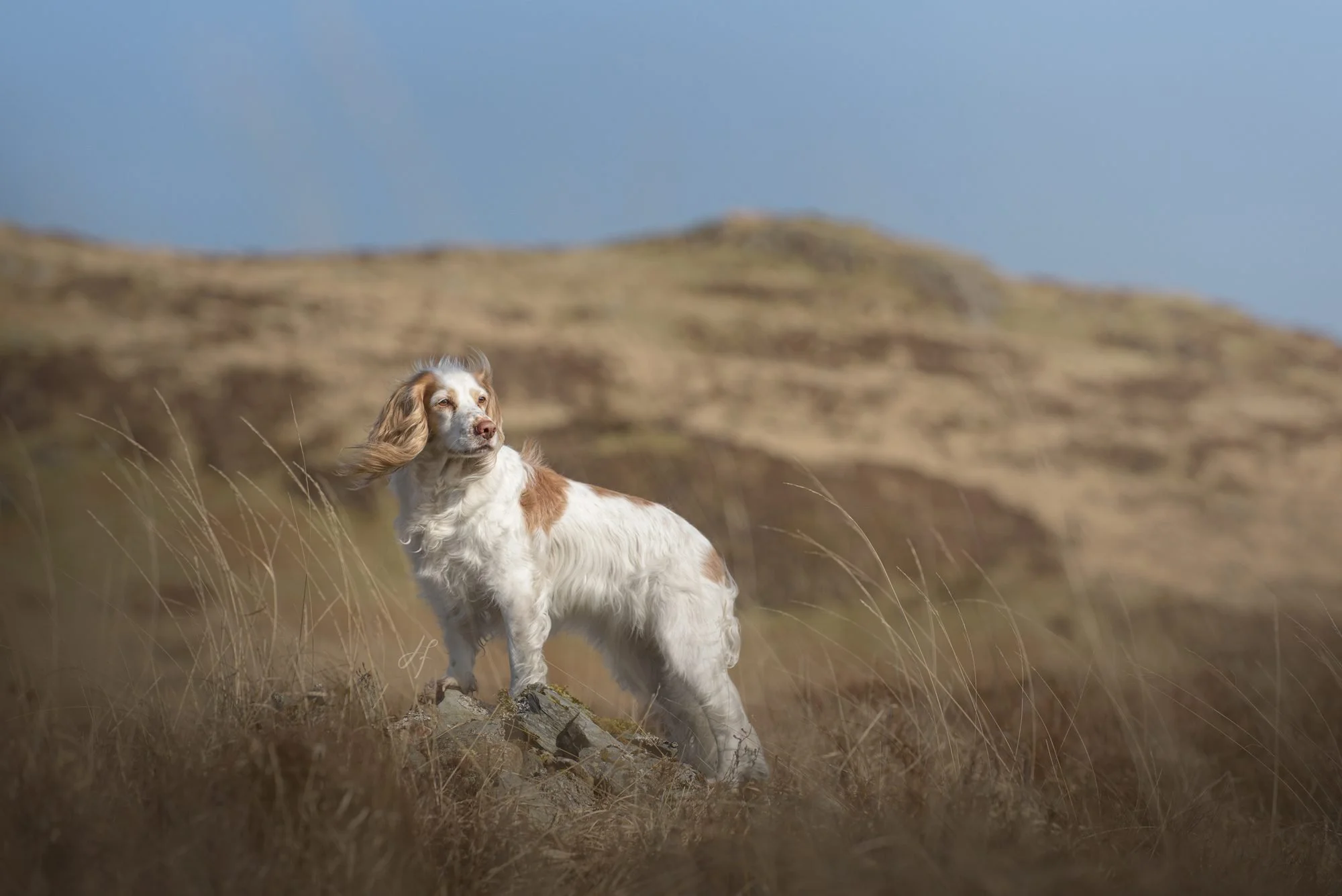 A spaniel with brown and white fur standing on a grassy hill with a blurred landscape and blue sky in the background.