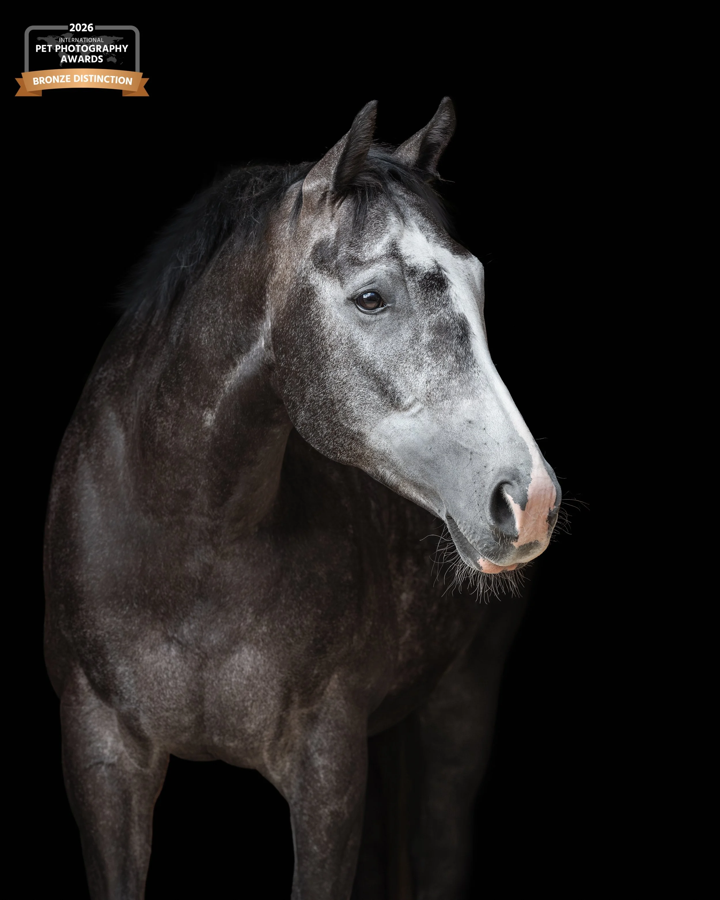 Close-up of a gray horse with a dark mane standing against a black background.