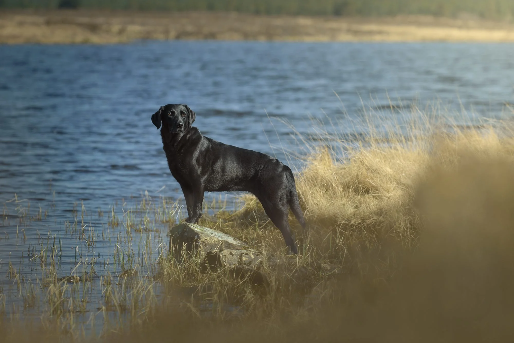 A black dog standing on a rock near a lake, surrounded by grassy shoreline with calm water and distant hills in the background.