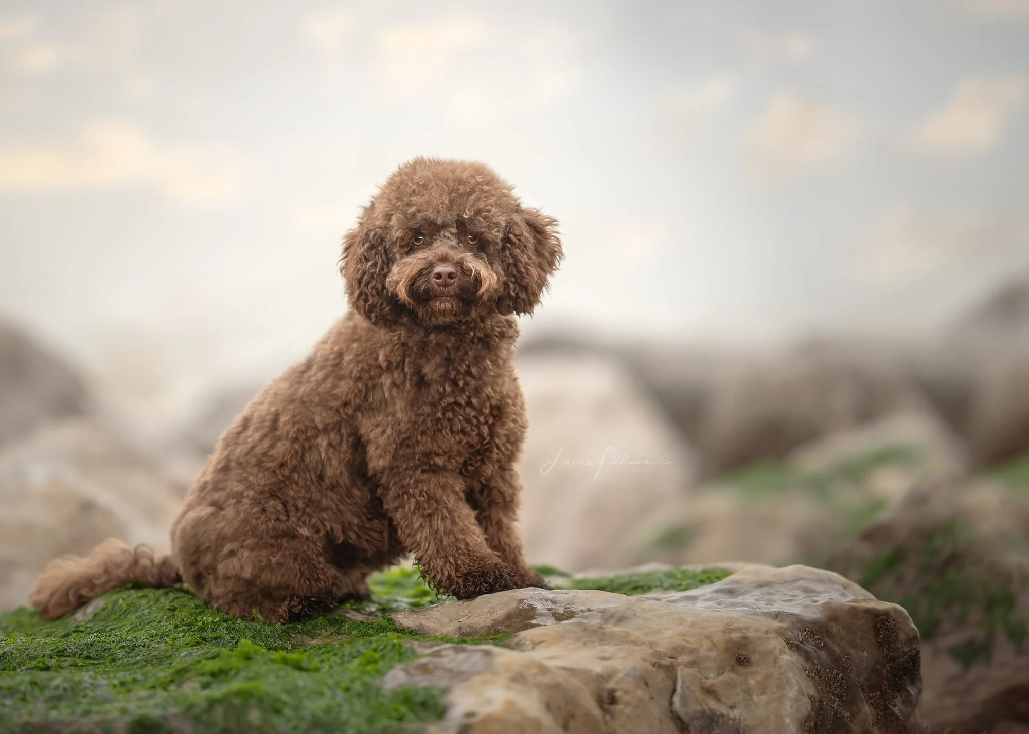 A brown curly-haired labradoodle sitting on rocks and green moss outdoors with a cloudy sky background at Felixstowe beach.