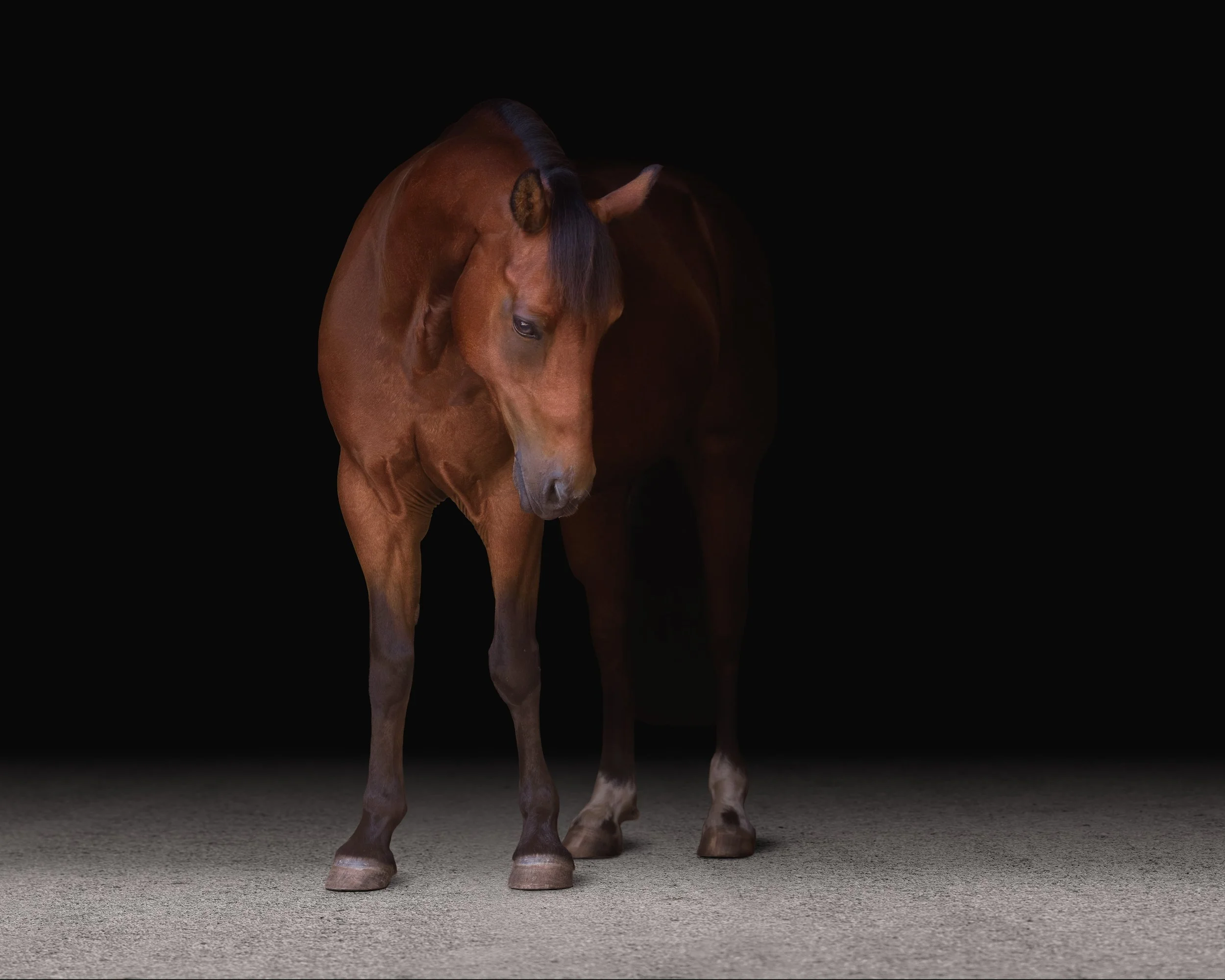 A bay horse standing on a textured grey ground with black background.