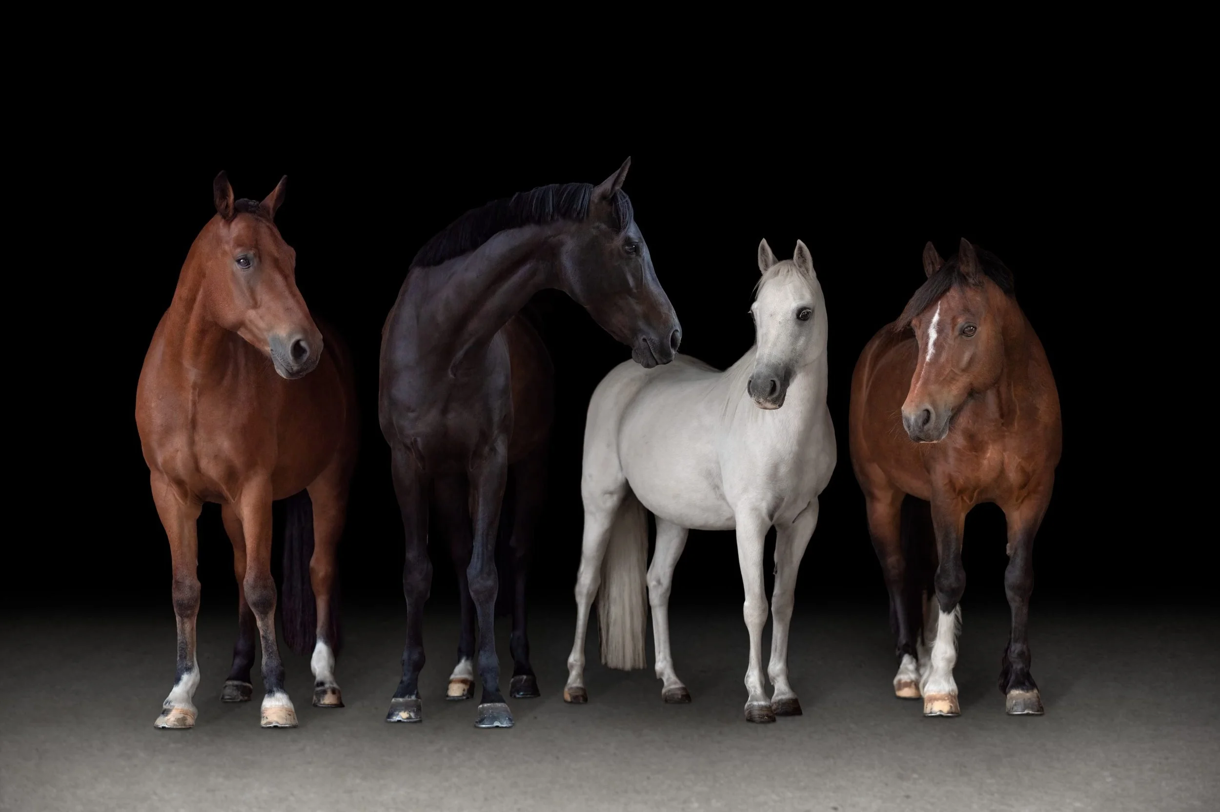 Five horses standing side by side against a black background.