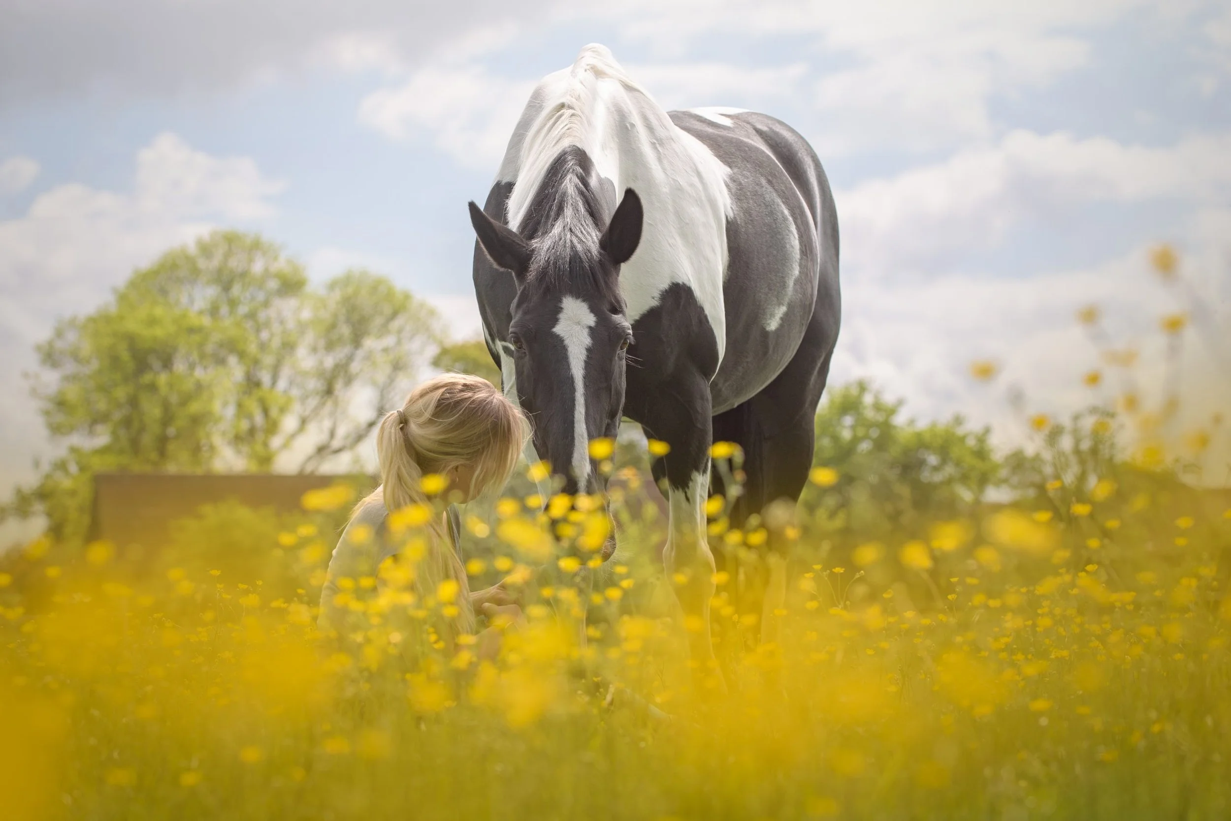 A young girl with long blonde hair stands in a field of yellow flowers, facing a black and white pinto horse with a cloudy blue sky and green trees in the background.