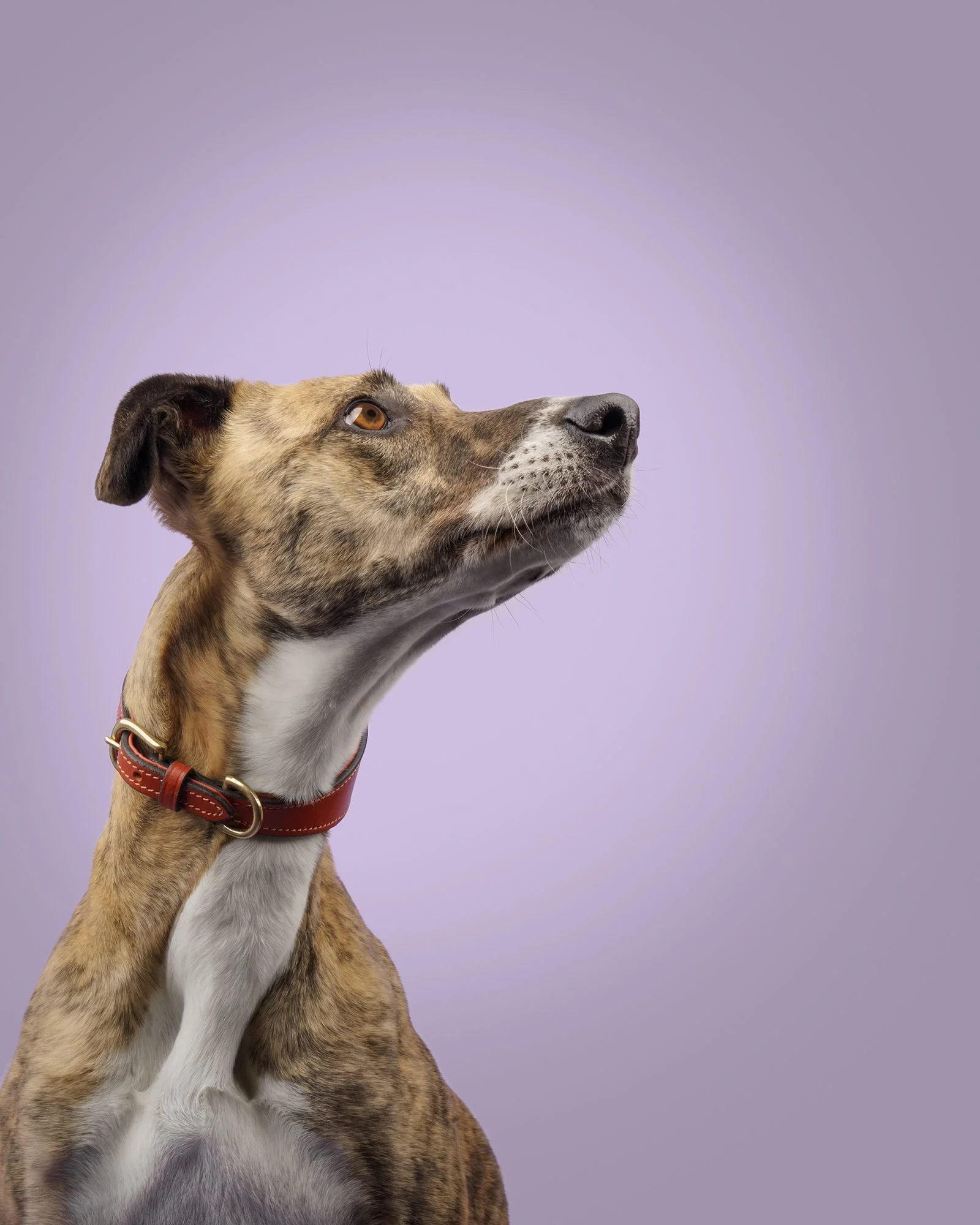 A lurcher with a tan and white coat looking up against a purple background.