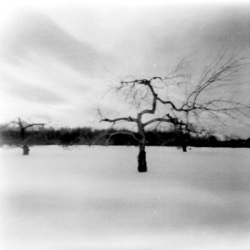 A black and white pinhole photograph of a leafless tree standing in snow with a cloudy sky in the background.