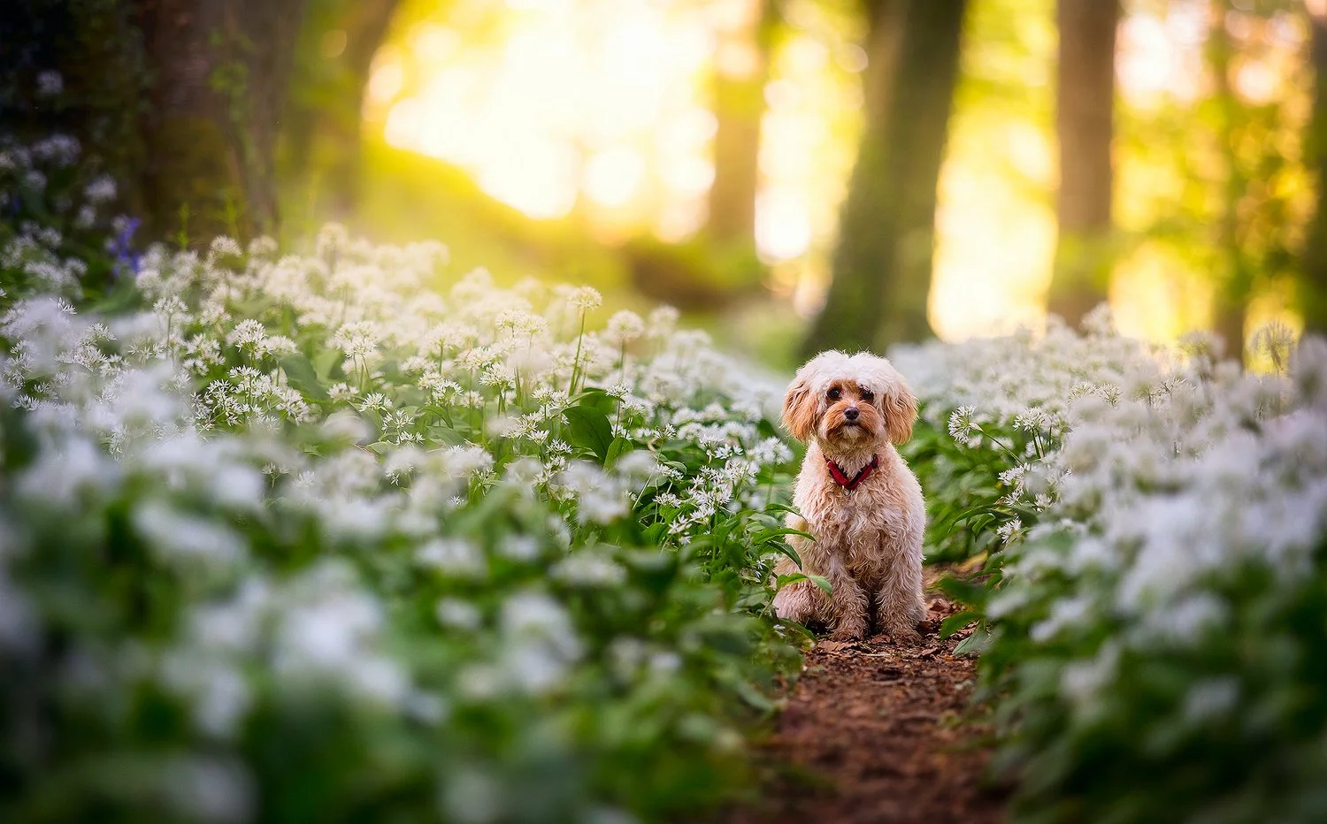 daisy, dog photography, cornwall, woodland.jpg
