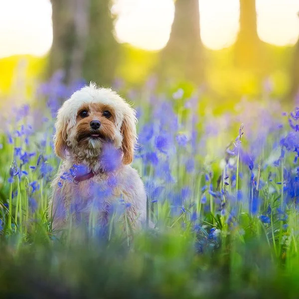 Dasiy,bude,cornwall,dog photography.jpg