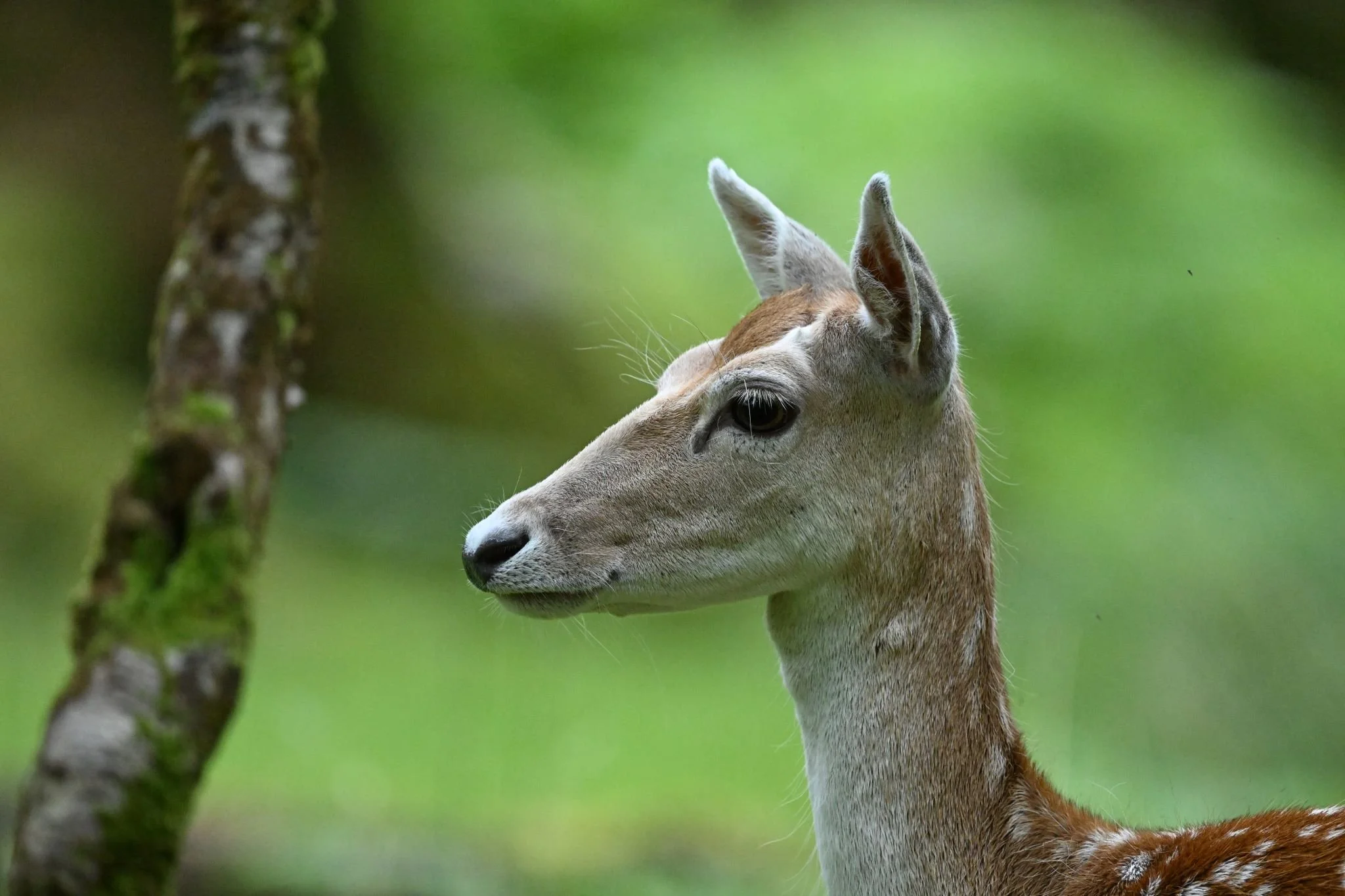 A close-up of a young deer, possibly a fawn, standing near a tree trunk with a blurred green background.