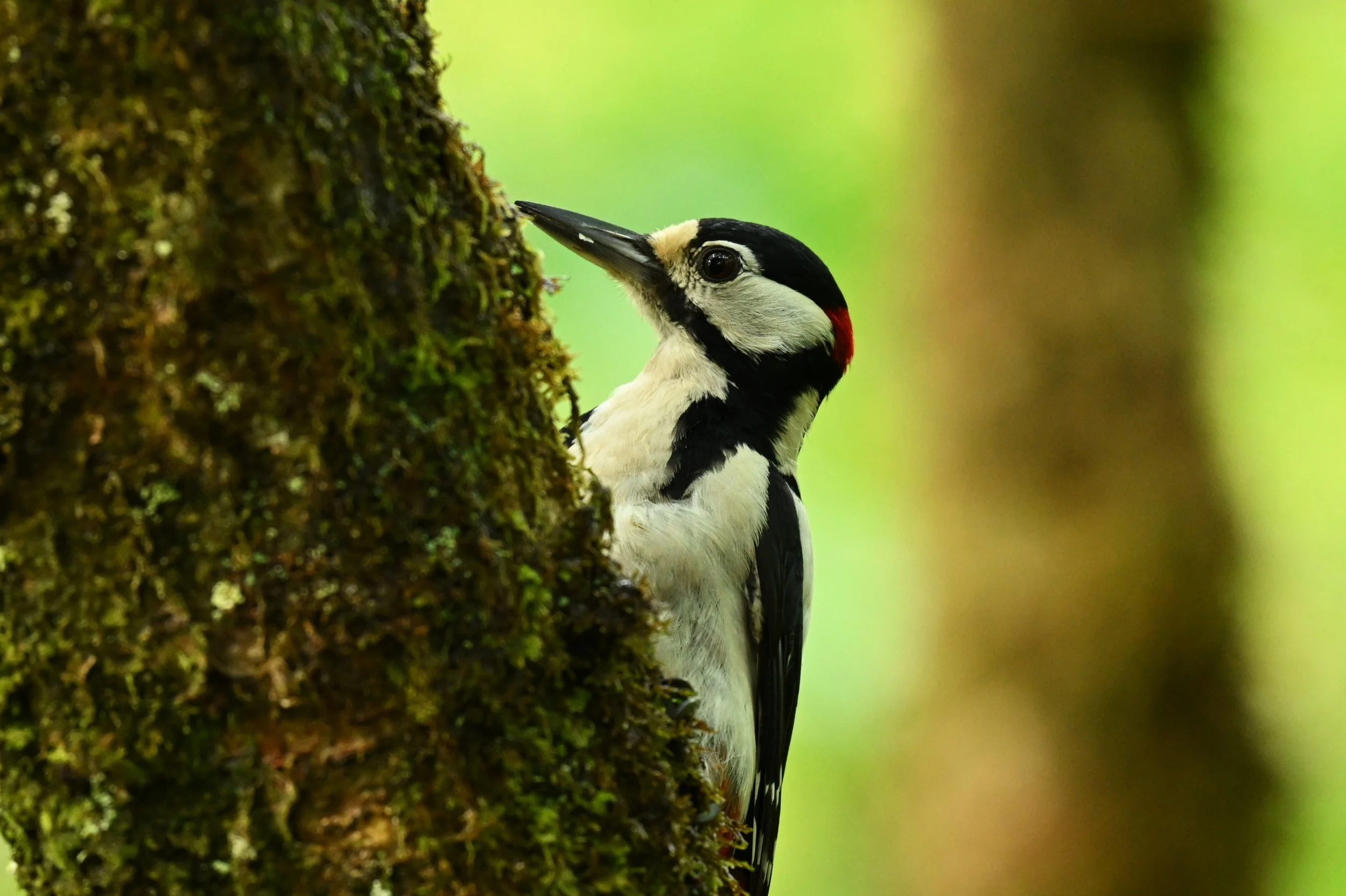 A close-up of a woodpecker bird sticking its beak into a tree trunk.