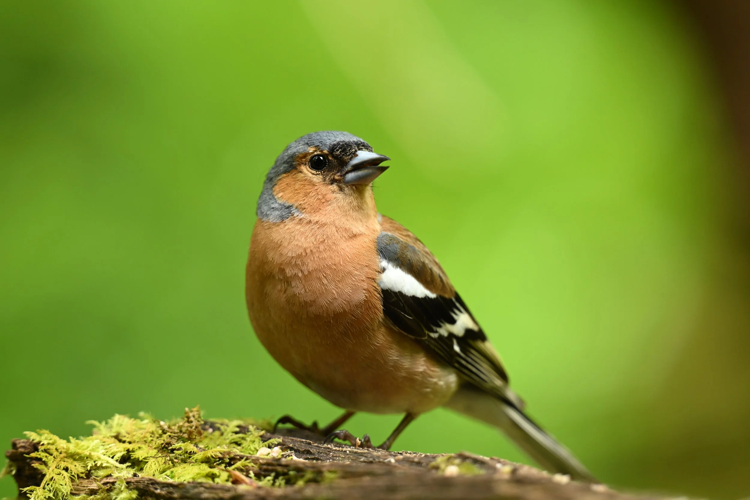 A close-up photograph of a jaystanding on a moss-covered branch with a blurred green background.