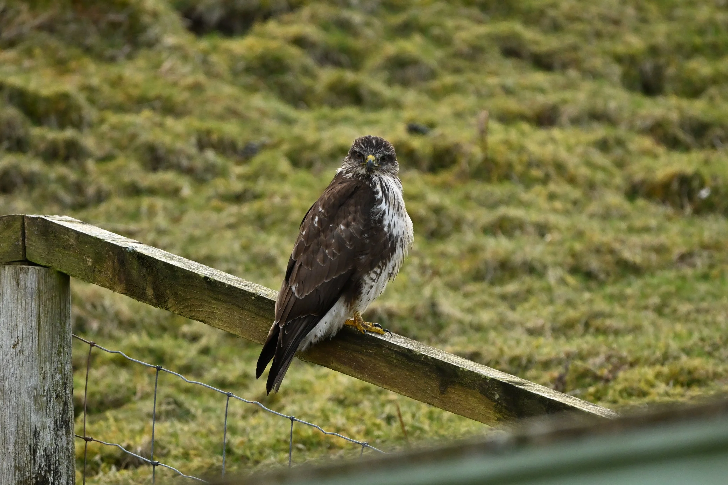 A hawk perched on a weathered wooden fence post, looking toward the camera with a grassy, slightly blurred background.