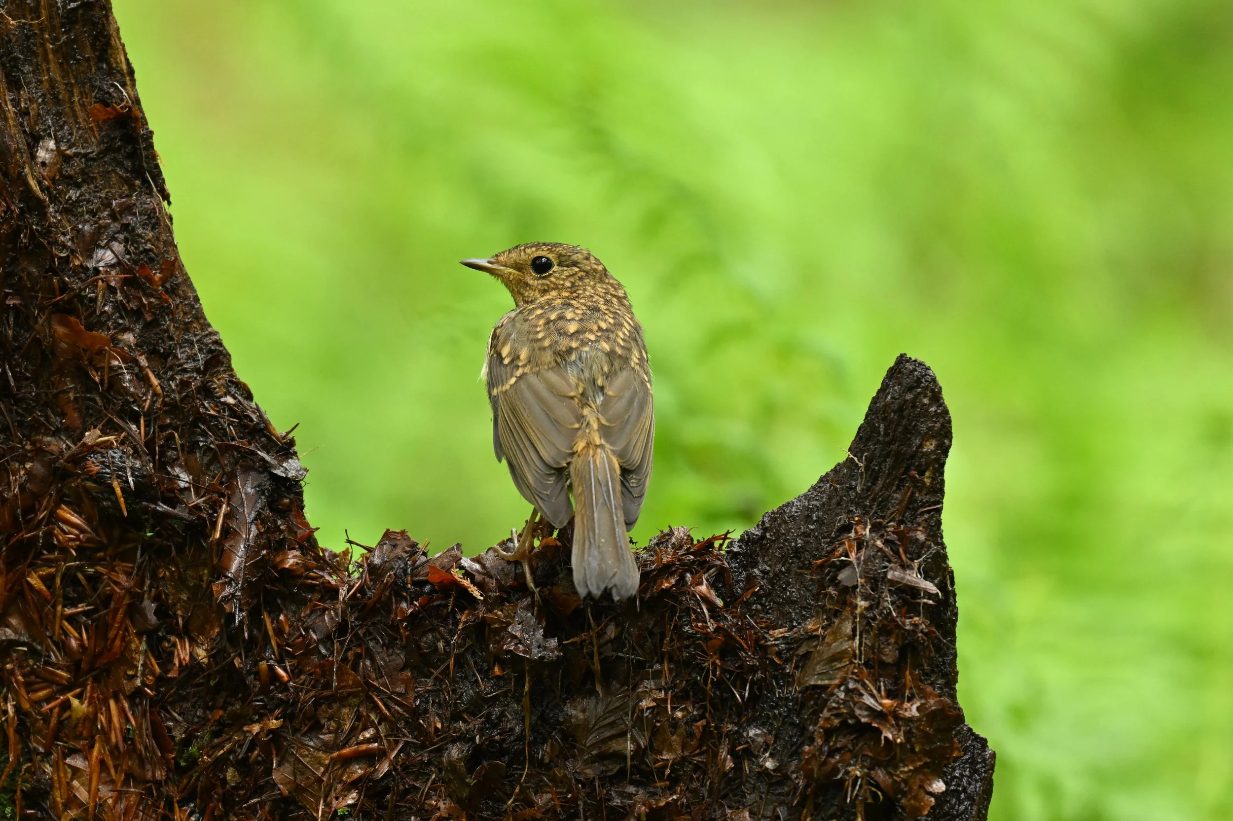A small bird with brown and yellow feathers perched on a piece of tree trunk with dark, moist bark, with a blurred green background.