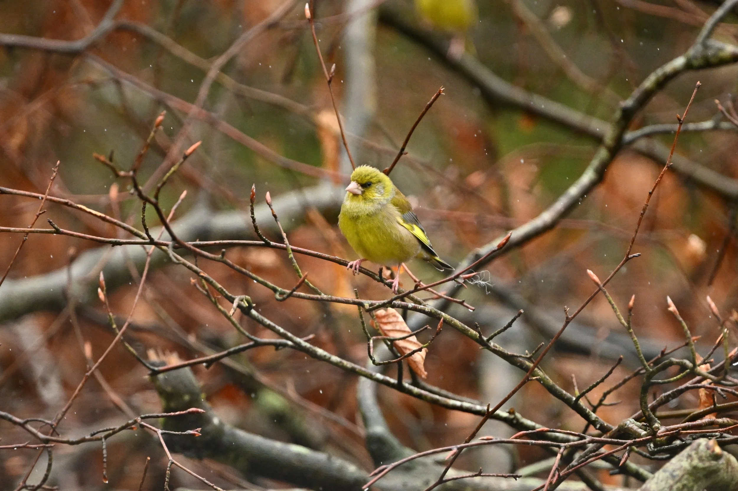 A small yellow-green bird perched on a thin branch among tangled twigs and bare branches in a natural setting.