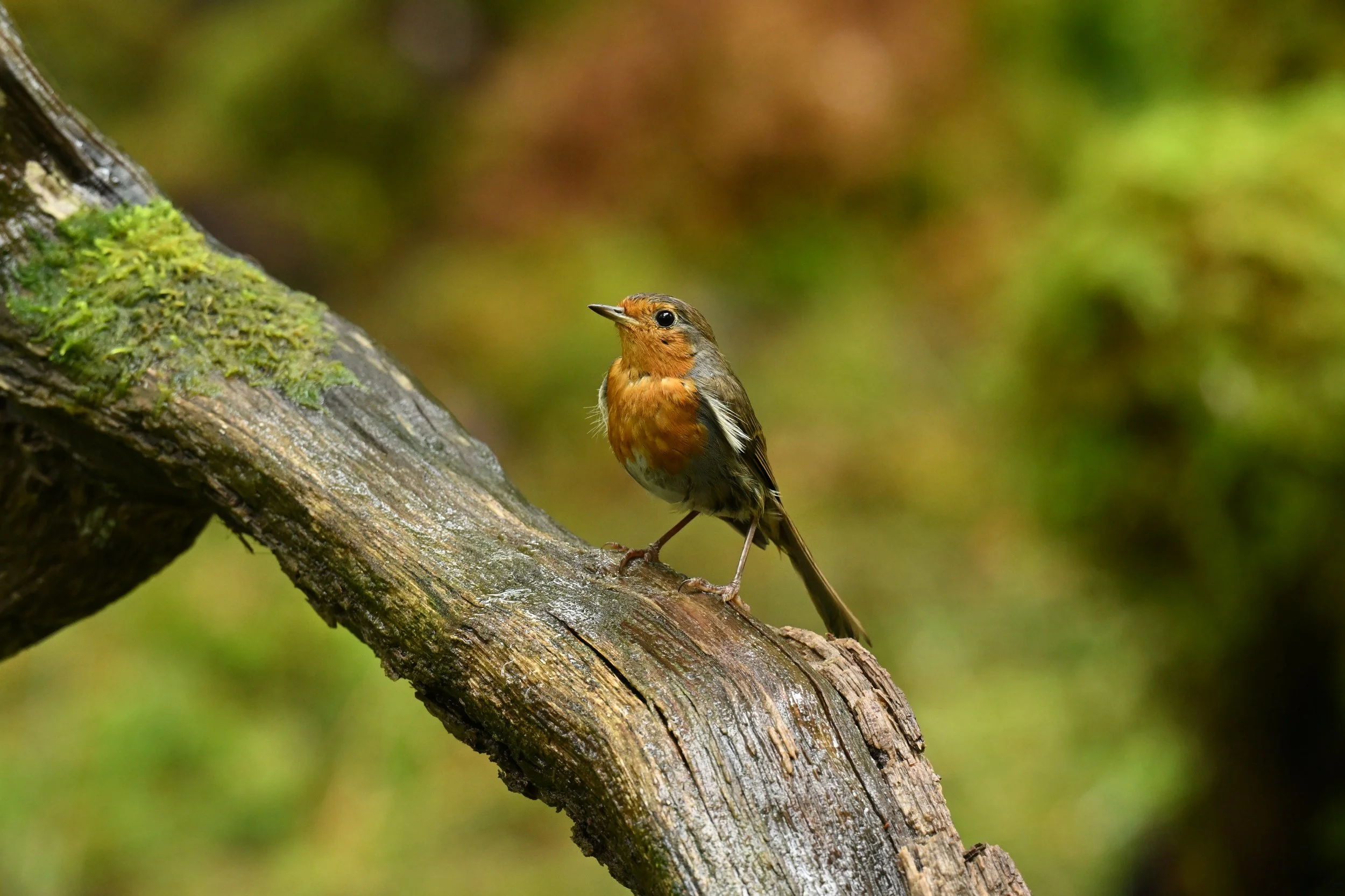 A small bird with orange and gray feathers perched on a moss-covered tree branch, with a blurred green natural background.