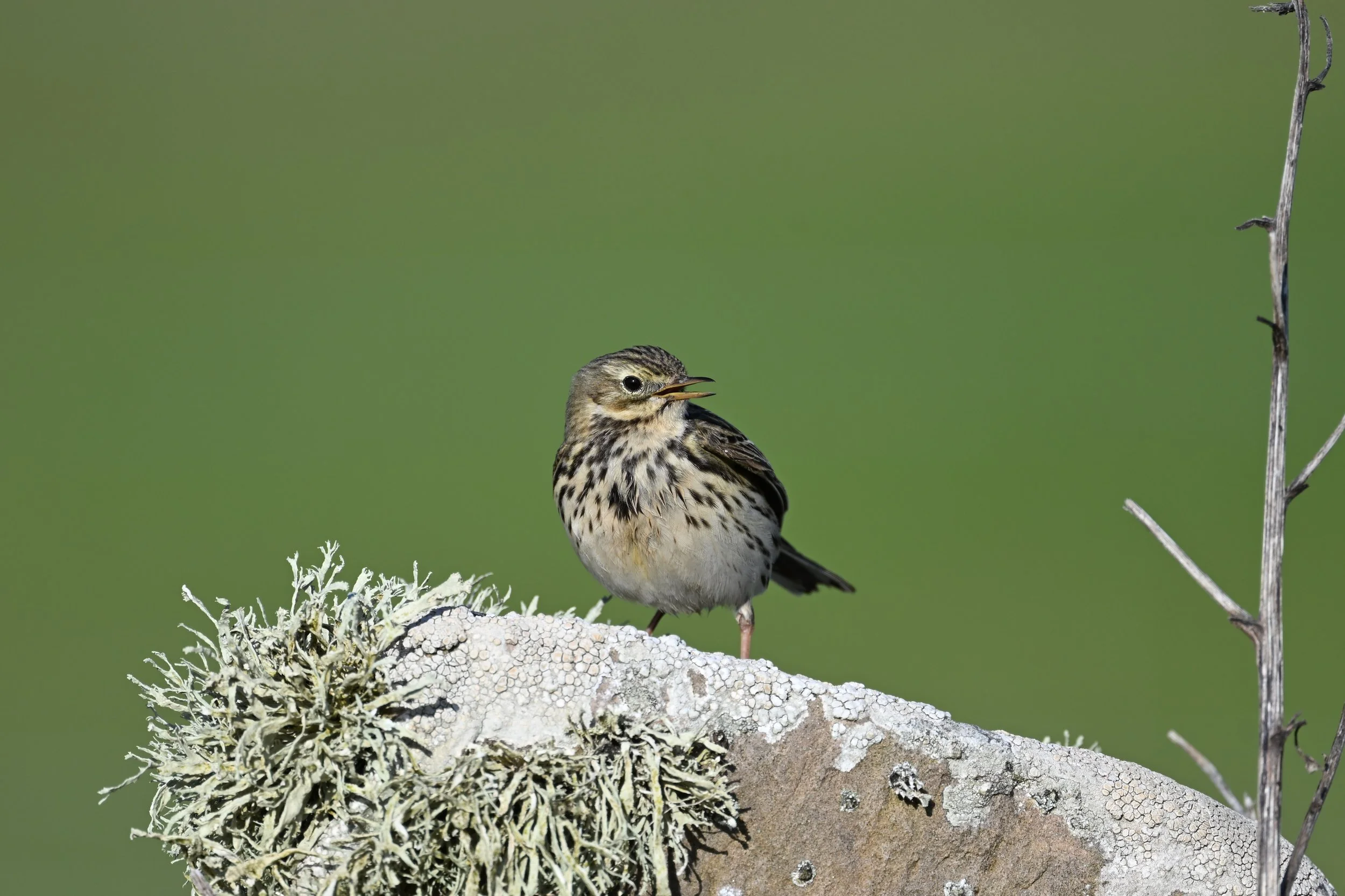 A small bird with brown and white streaked feathers perched on a lichen-covered branch in a green background.