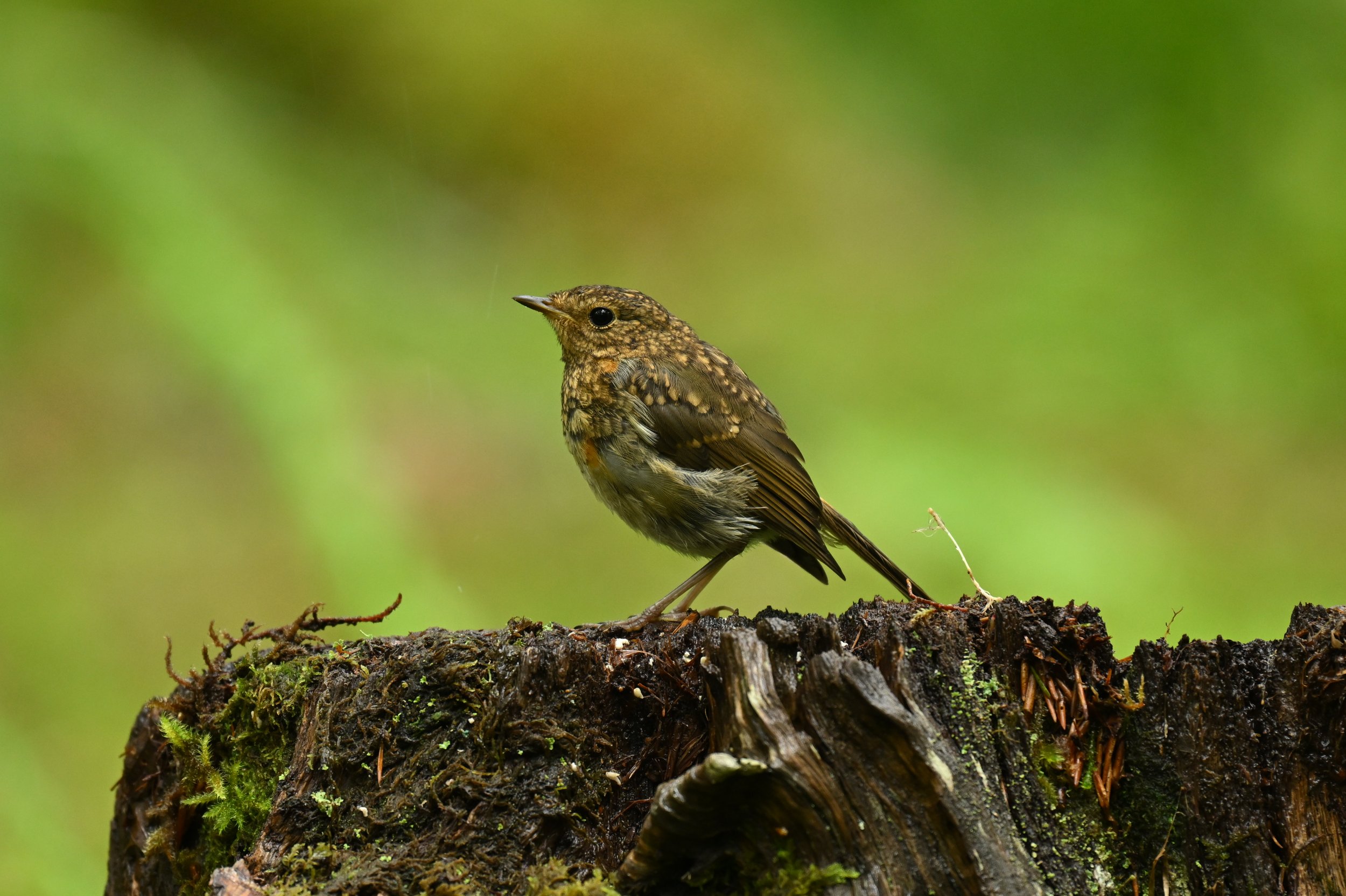 A small brown bird with a speckled chest perched on a moss-covered log against a blurred green background.