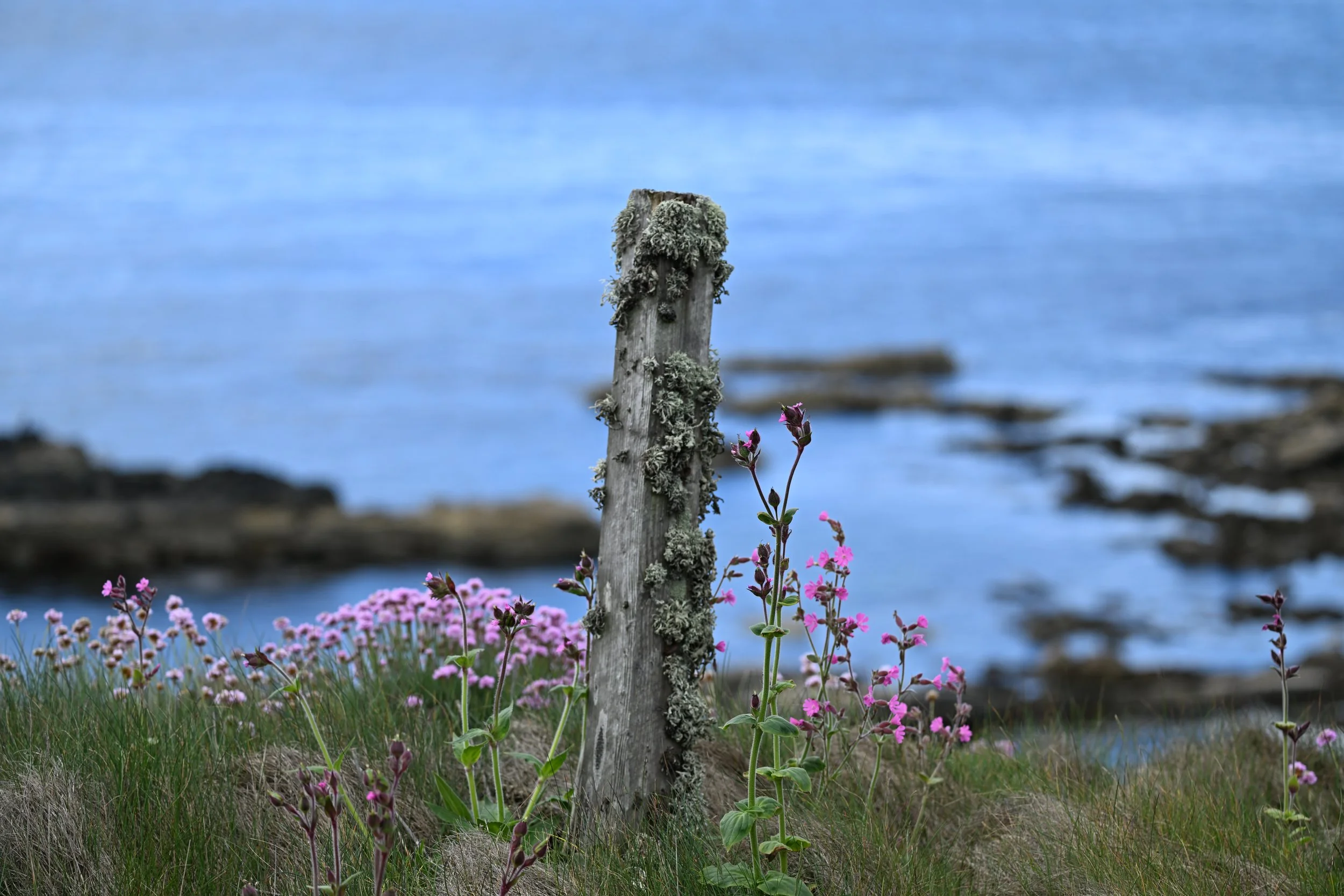 A weathered wooden post covered in moss and lichen stands among pink flowers and green grass near a body of water, with a cloudy sky reflected on the surface.