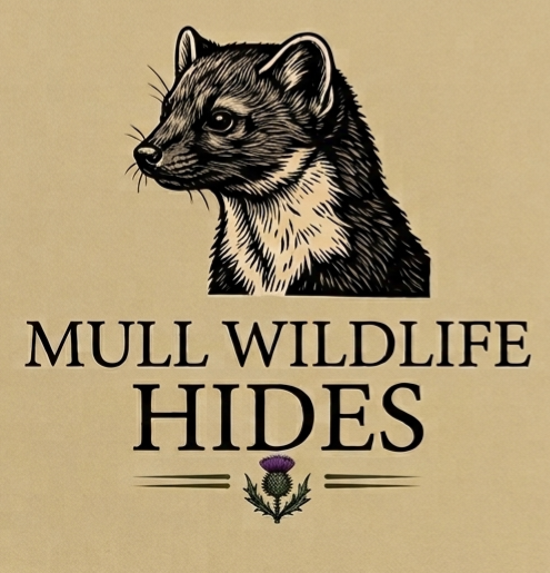 Illustration of a wildcat with the text 'MULL WILDLIFE HIDES' and a small purple thistle flower beneath it.