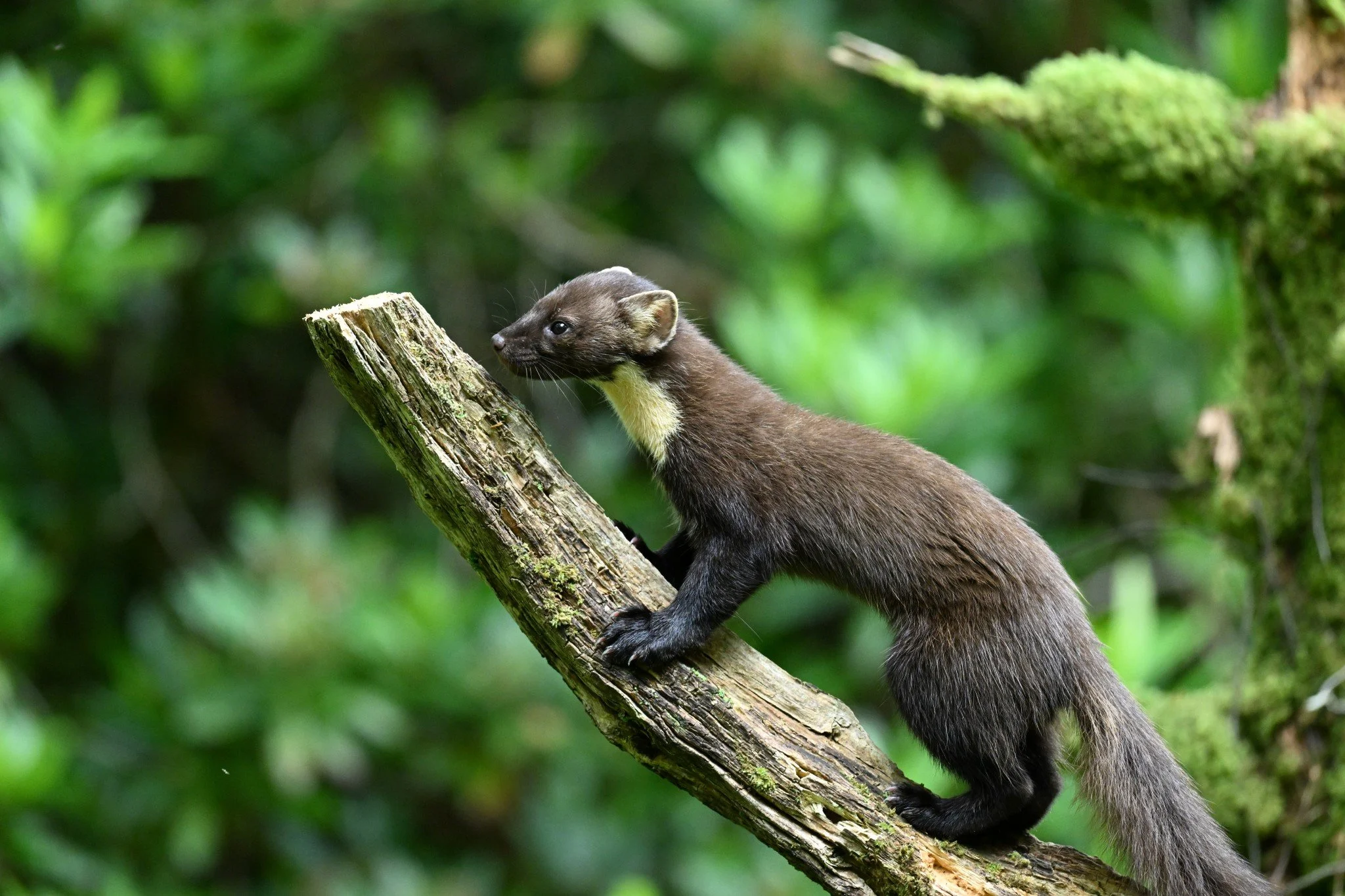A pine marten climbing on a tree branch in a lush green forest.