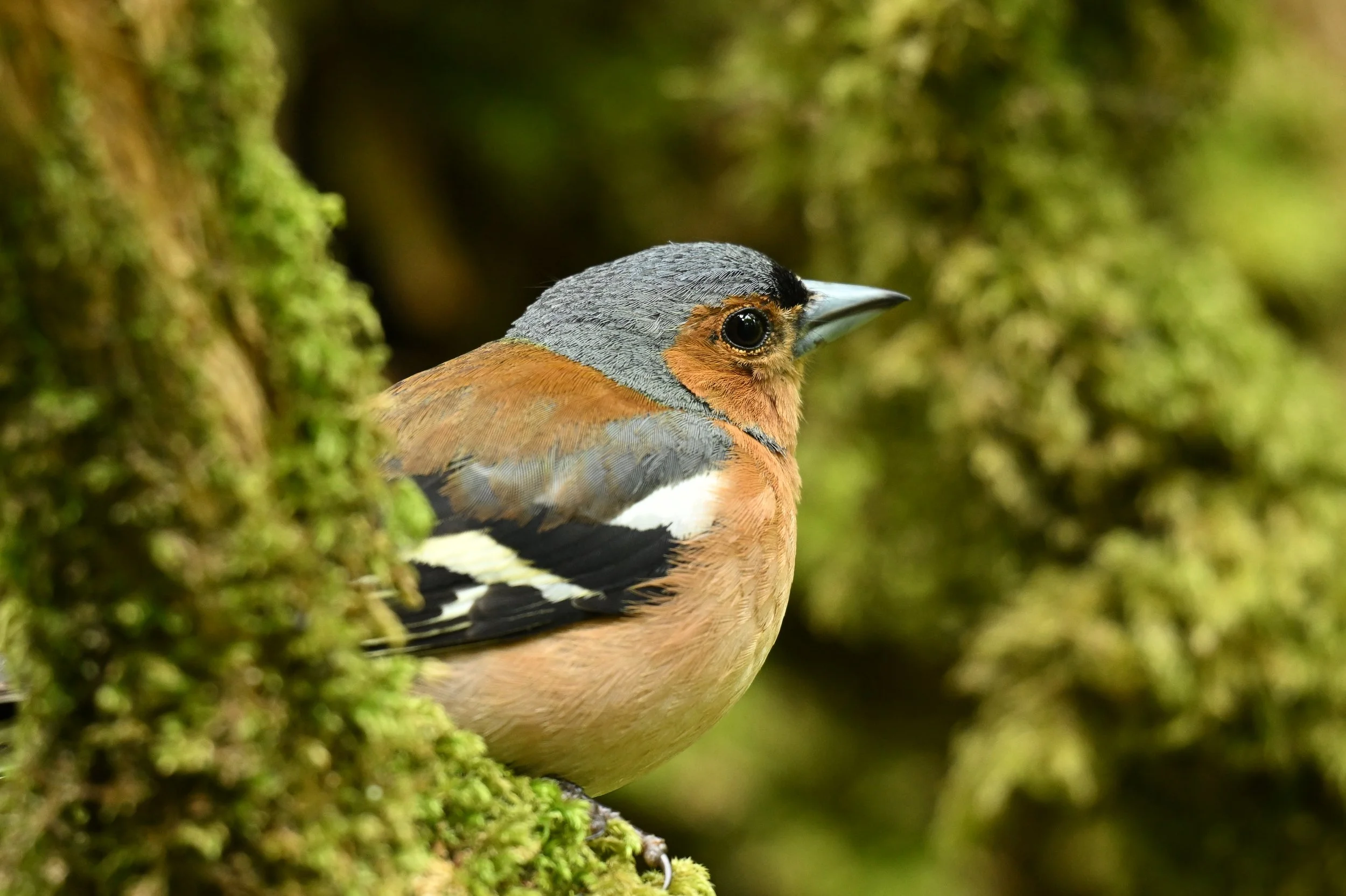 Close-up of a bird with orange, gray, and black feathers perched on a moss-covered branch.