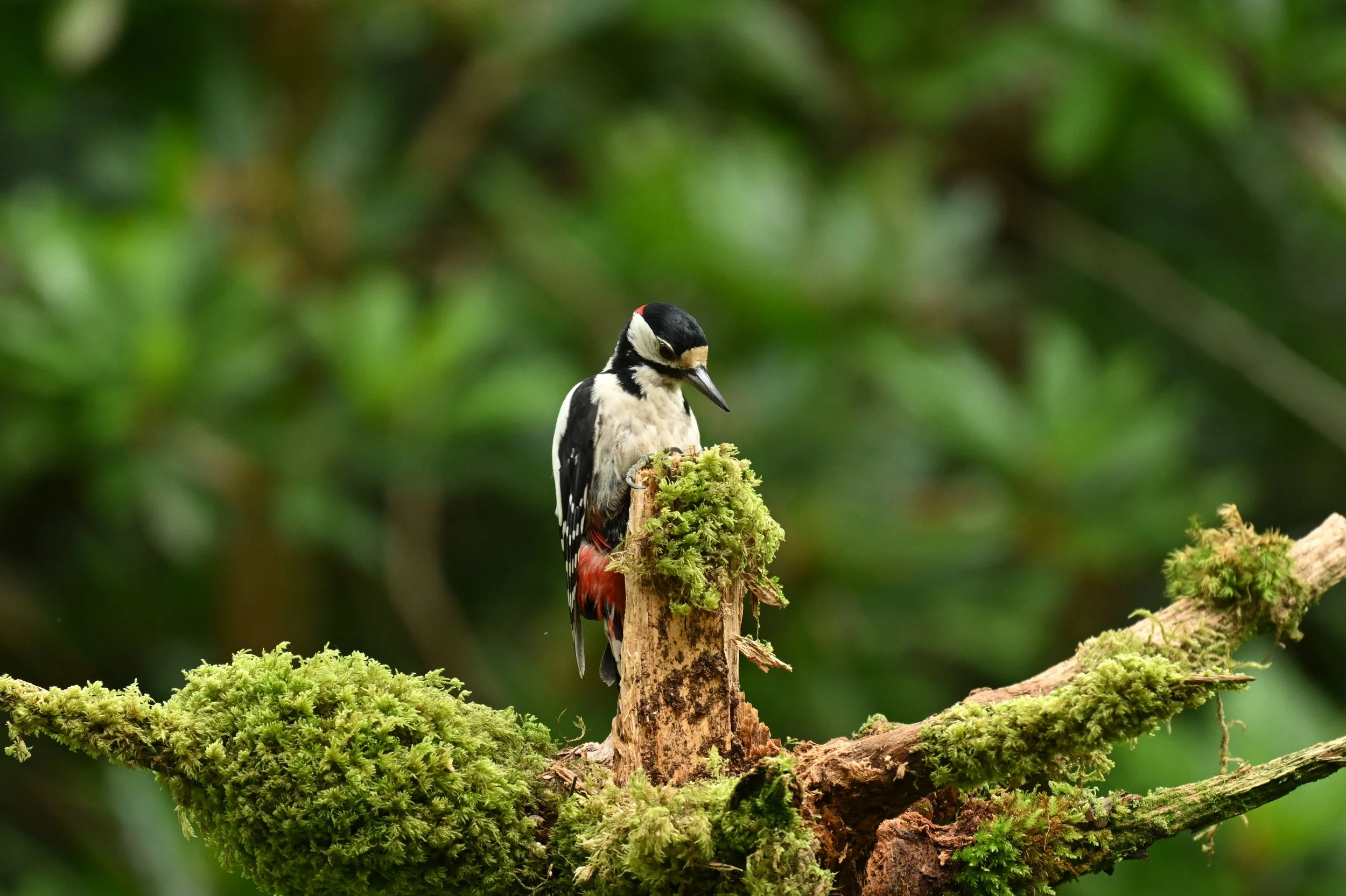A woodpecker perched on a moss-covered tree branch in a forest with a blurred green background.
