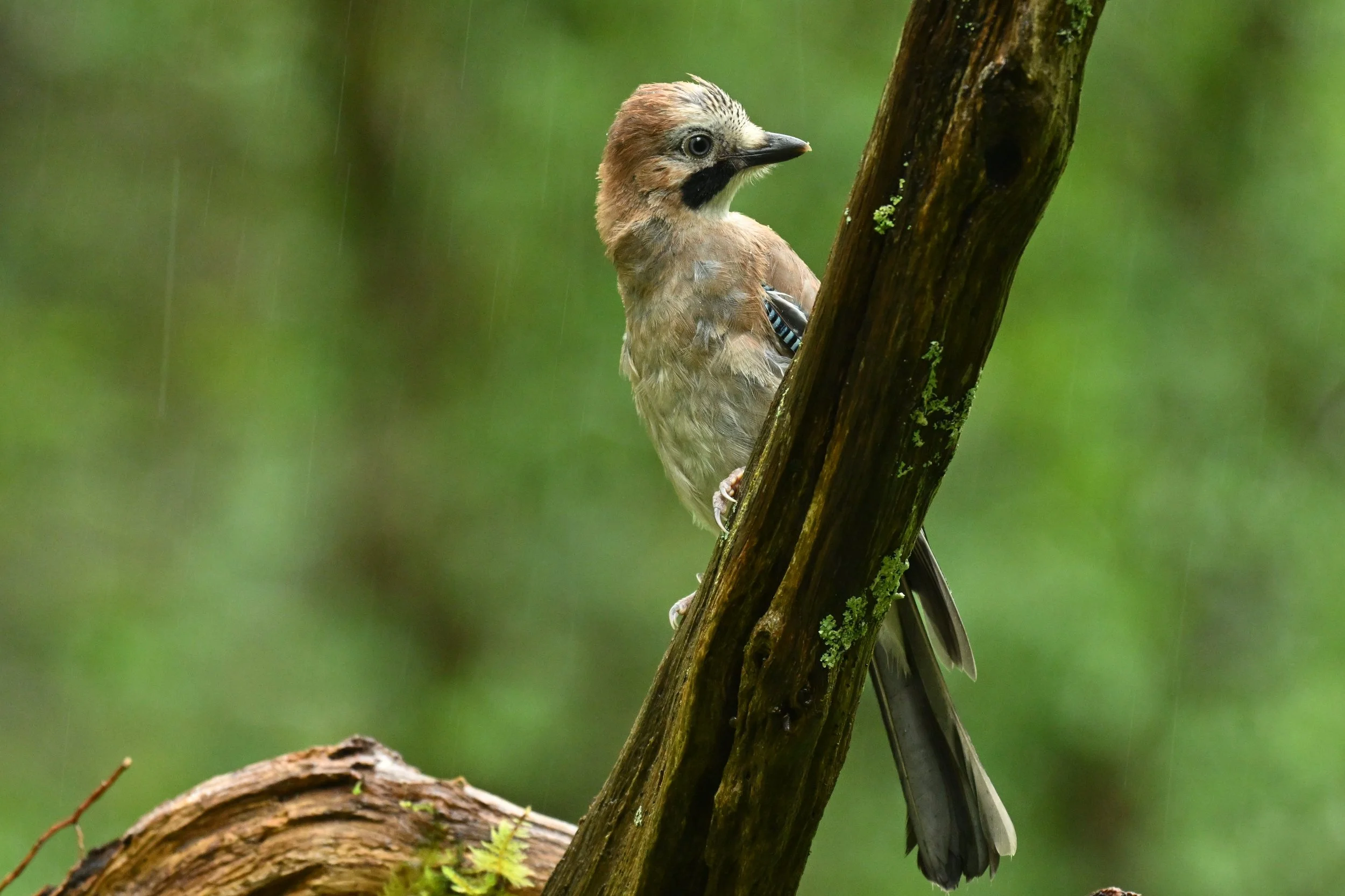 A bird perched on a tree branch during rain, with a green blurred forest background.