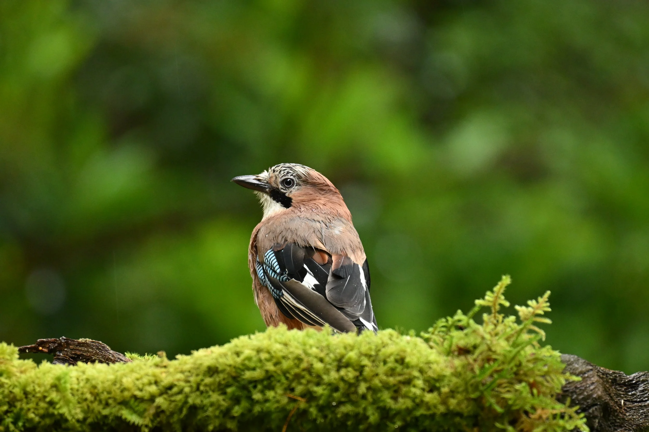 A small bird with a brown body, black and white patterned wings, and a distinctive black and white face is perched on a moss-covered branch against a blurred green foliage background.