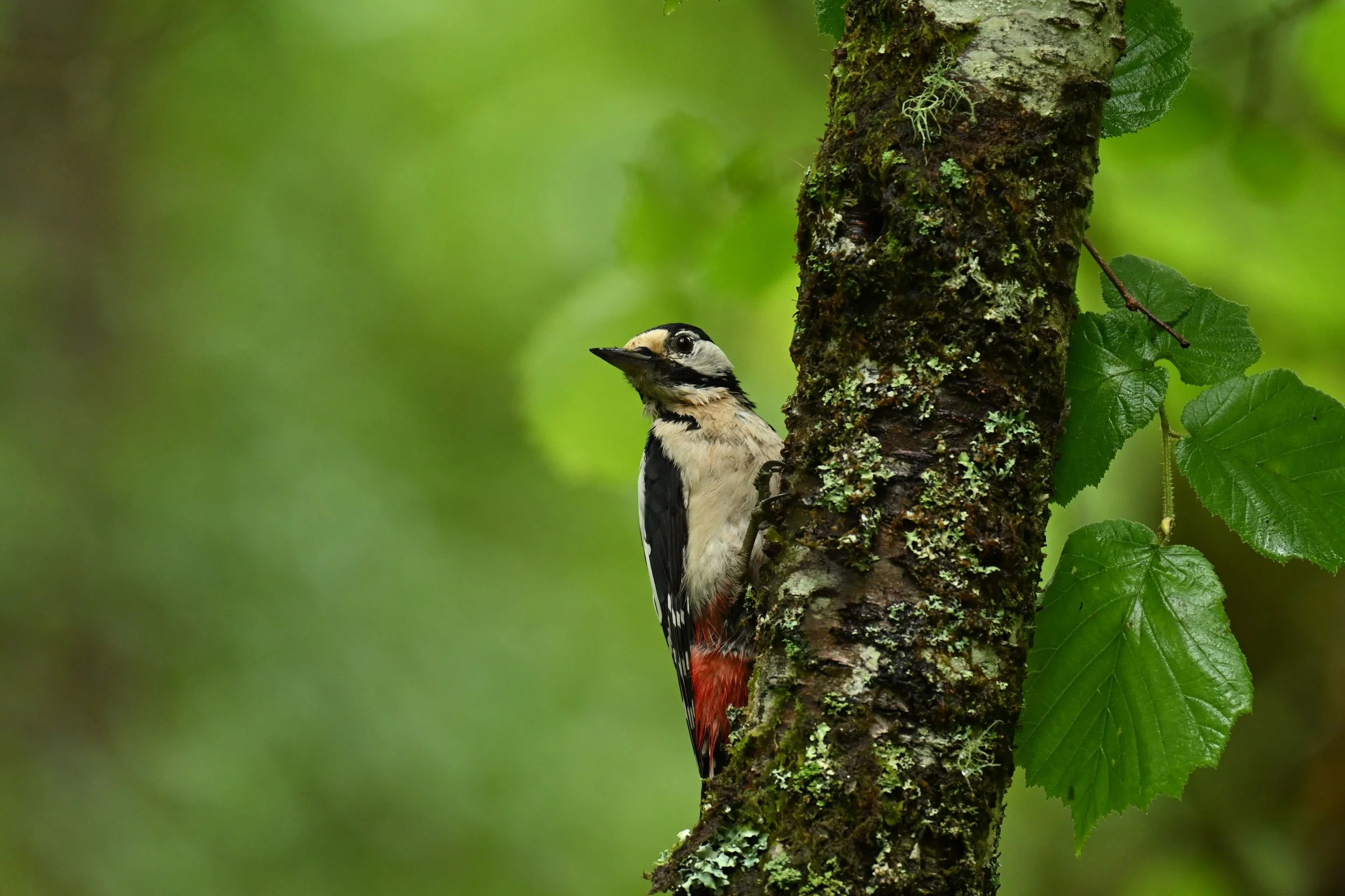 A woodpecker clings to a moss-covered tree trunk with green leaves in the background.