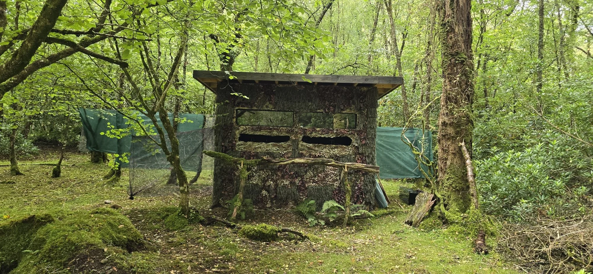 A picture of Gruline Wildlife Hide, situated in a woodland.