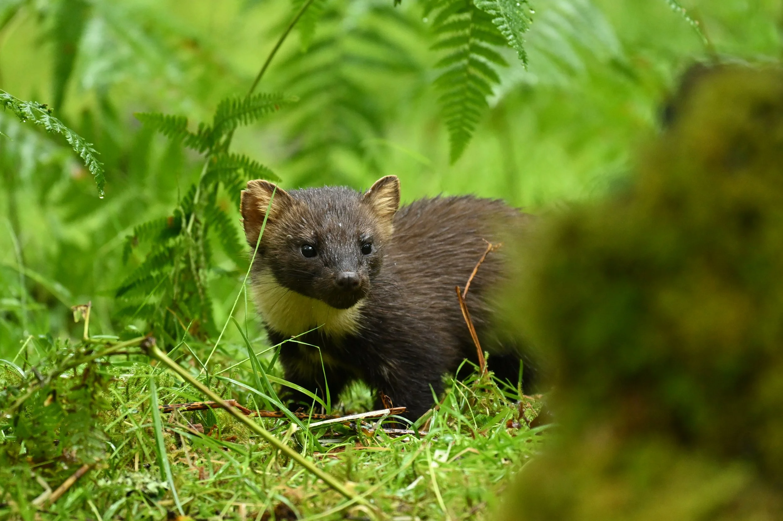 A black and brown pine marten with a white chin and large black eyes standing in green foliage.