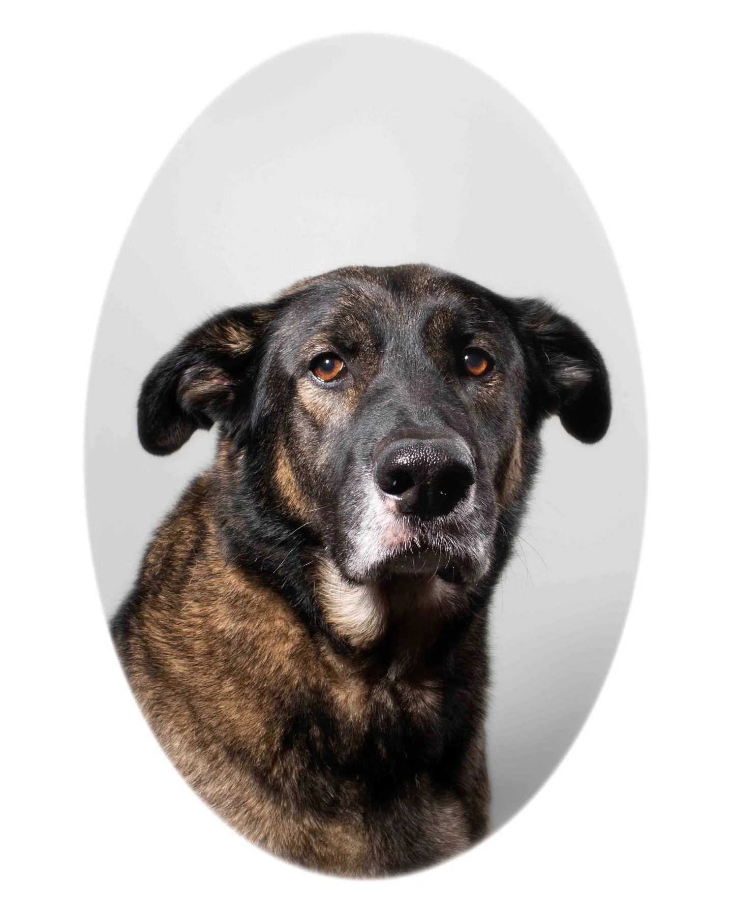 Zero and Bisous&rsquo;s Pet Portraits