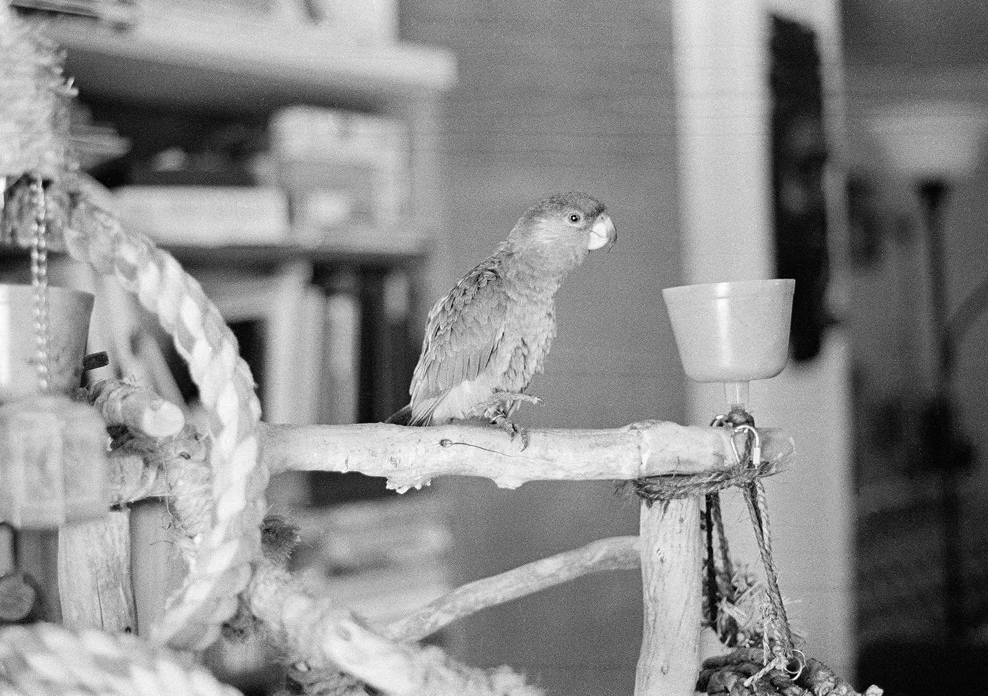 🦜
