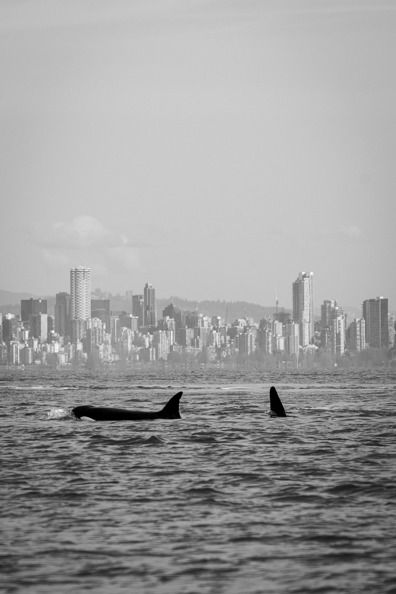 NZ7_0649-2.jpg
